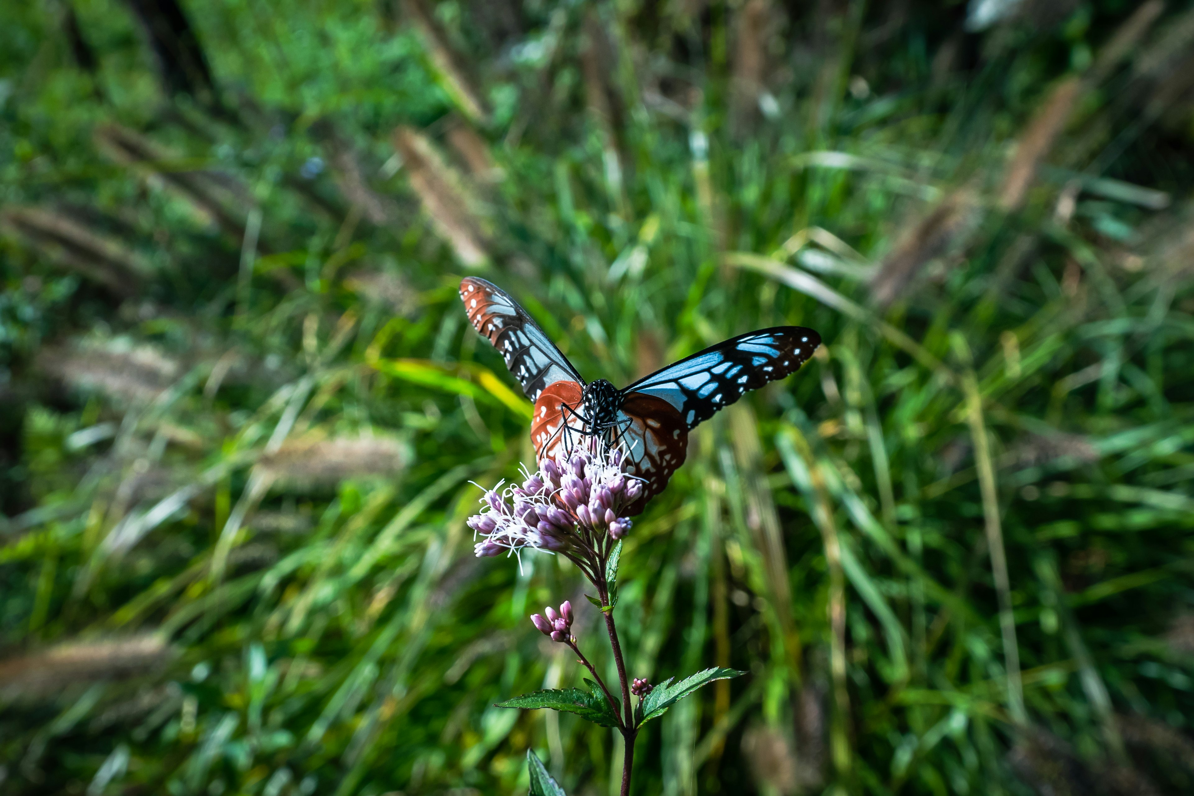 美しい蝶が花の上で羽を広げている緑の背景