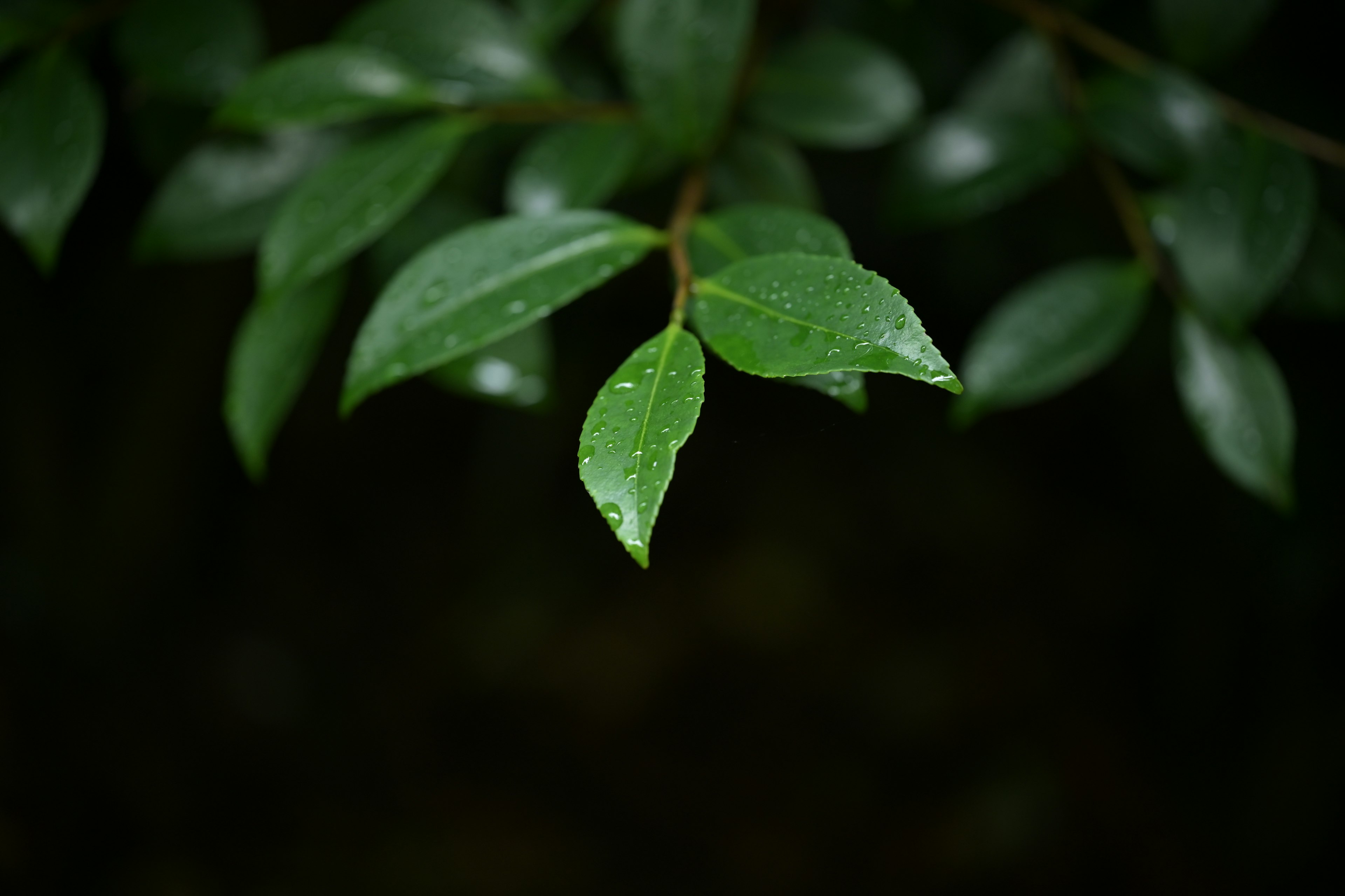 Close-up daun hijau dengan tetesan air di latar belakang gelap