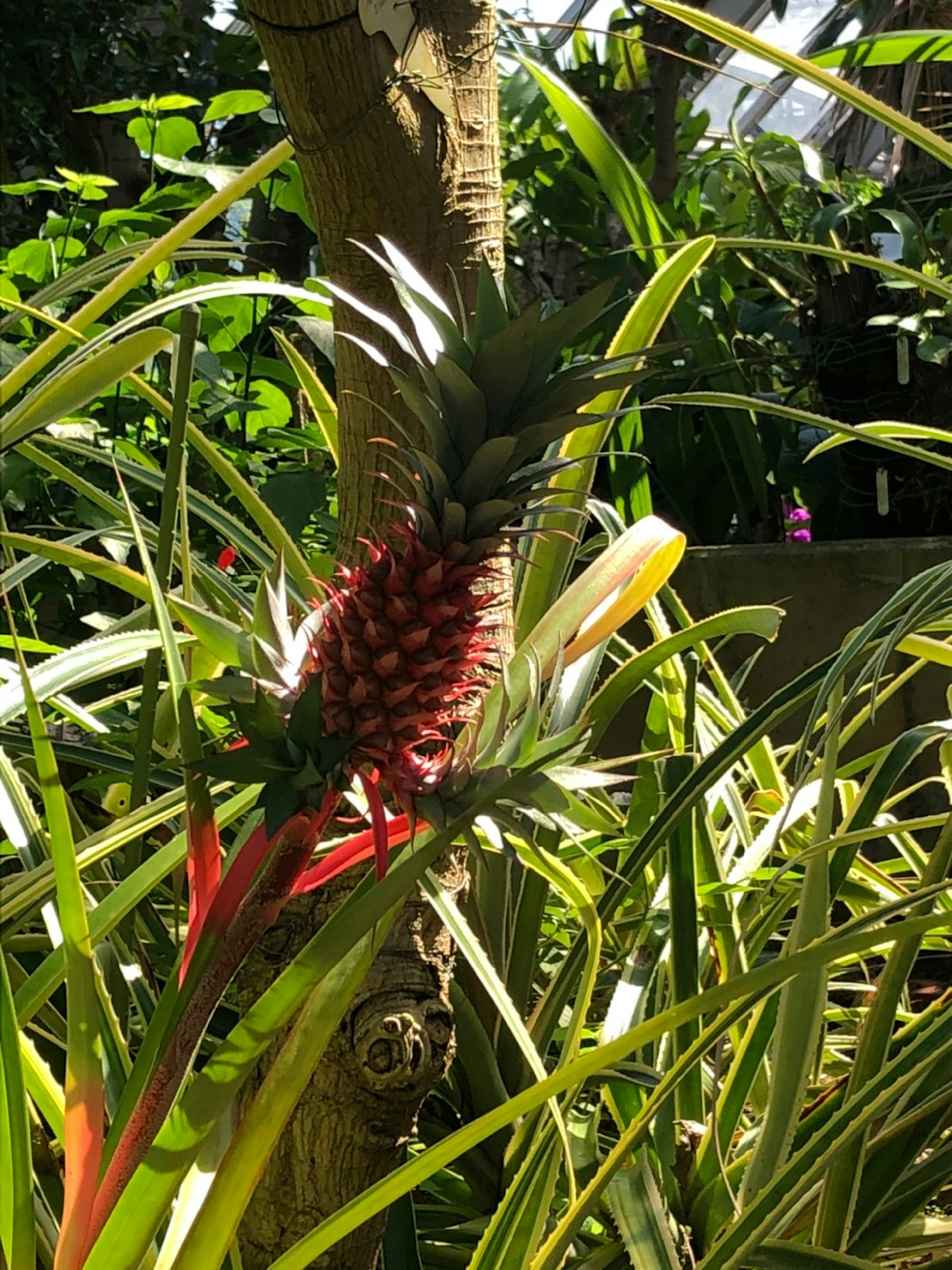 Eine rote Ananasfrucht umgeben von grünen Blättern