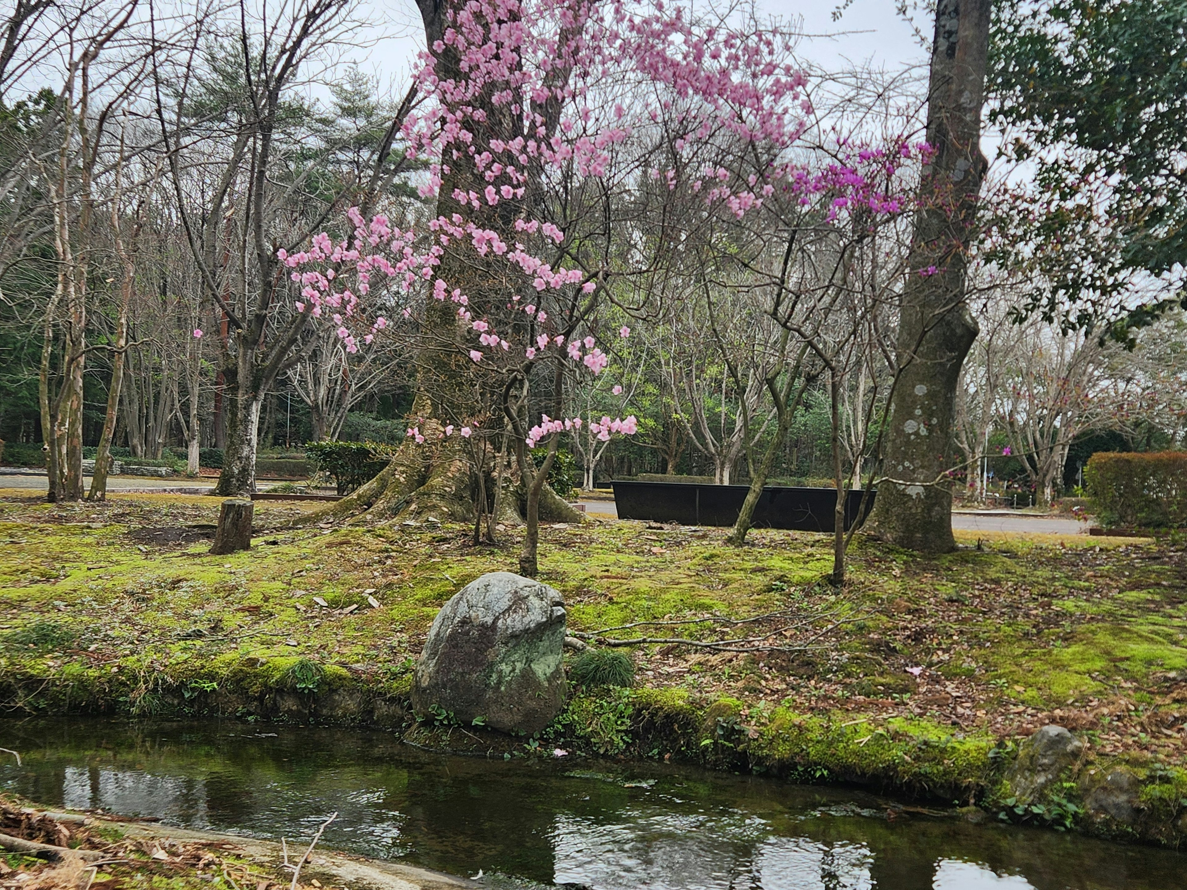 公園內池塘旁的櫻花樹與綠色草坪