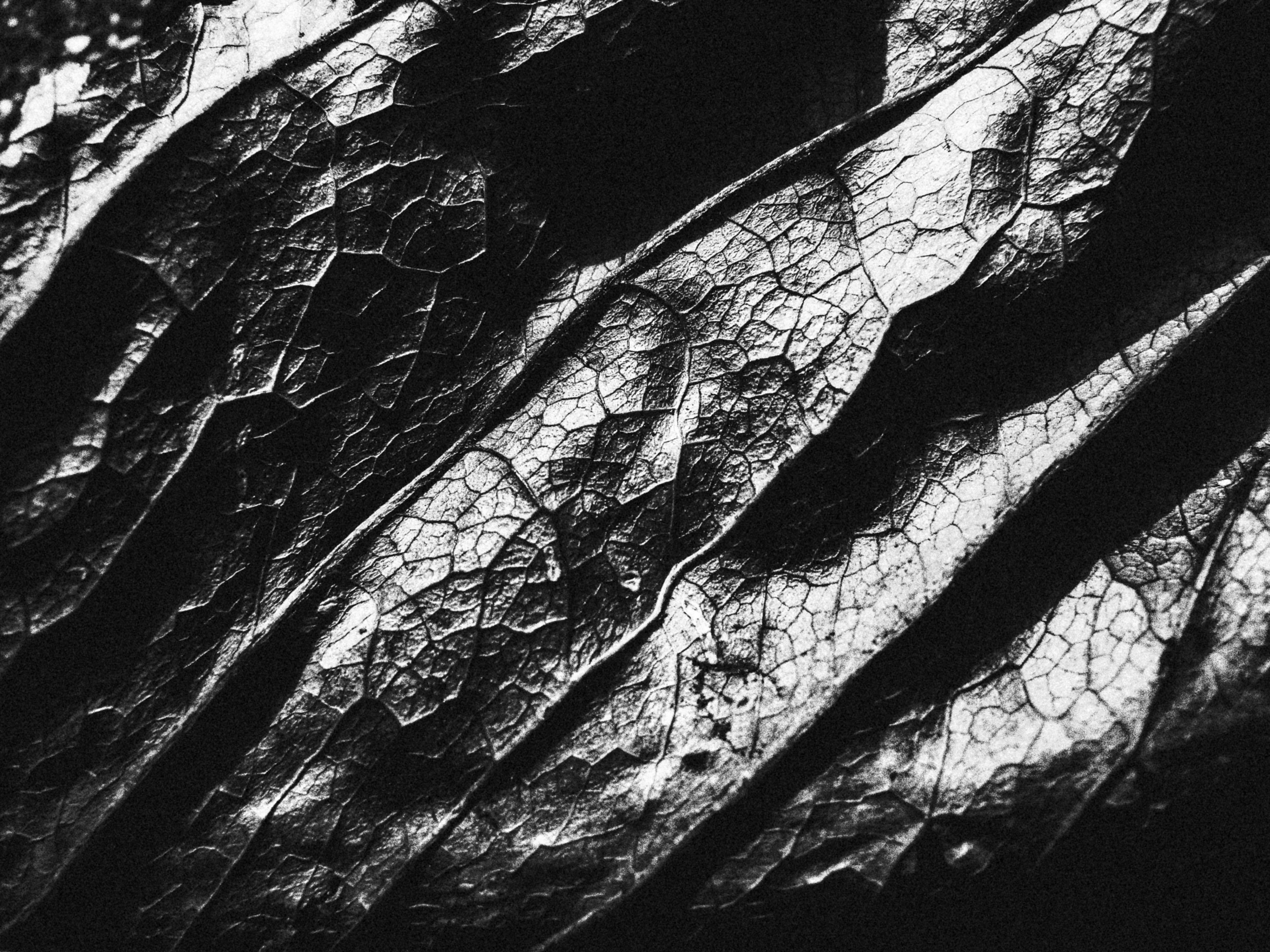 Detailed close-up of black and white leaf texture