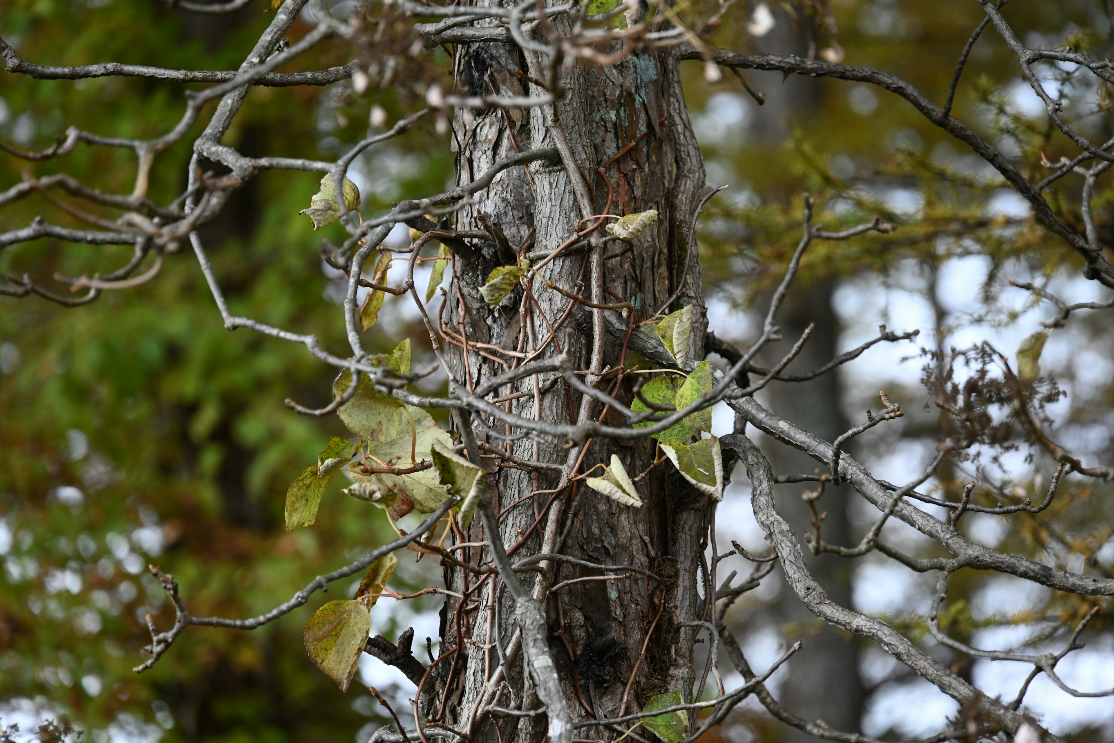 Tronc d'arbre enlacé par des vignes et des feuilles dans un cadre naturel