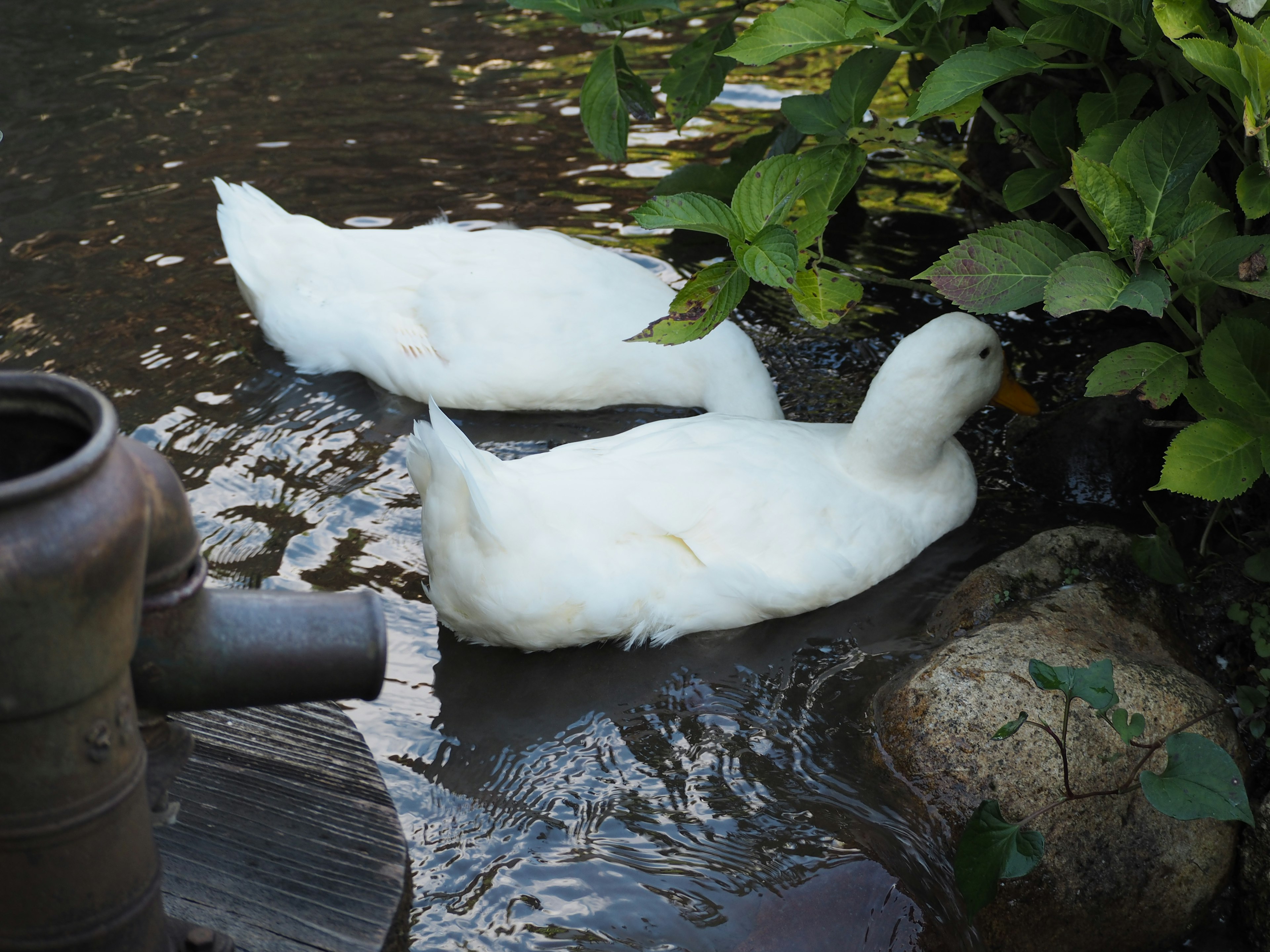 Two white ducks relaxing by the water's edge