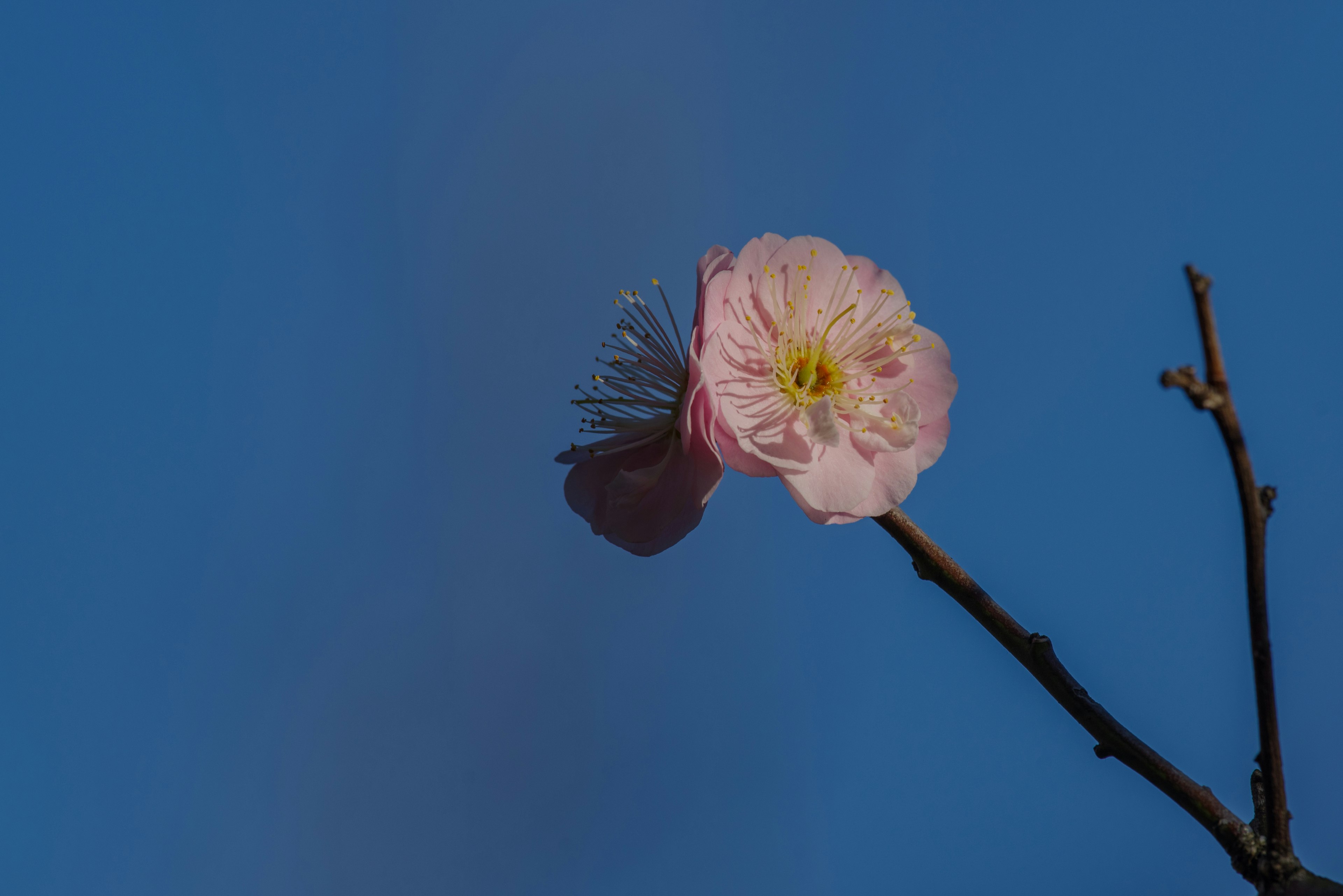 蓝天背景下纤细枝条上的粉色花朵