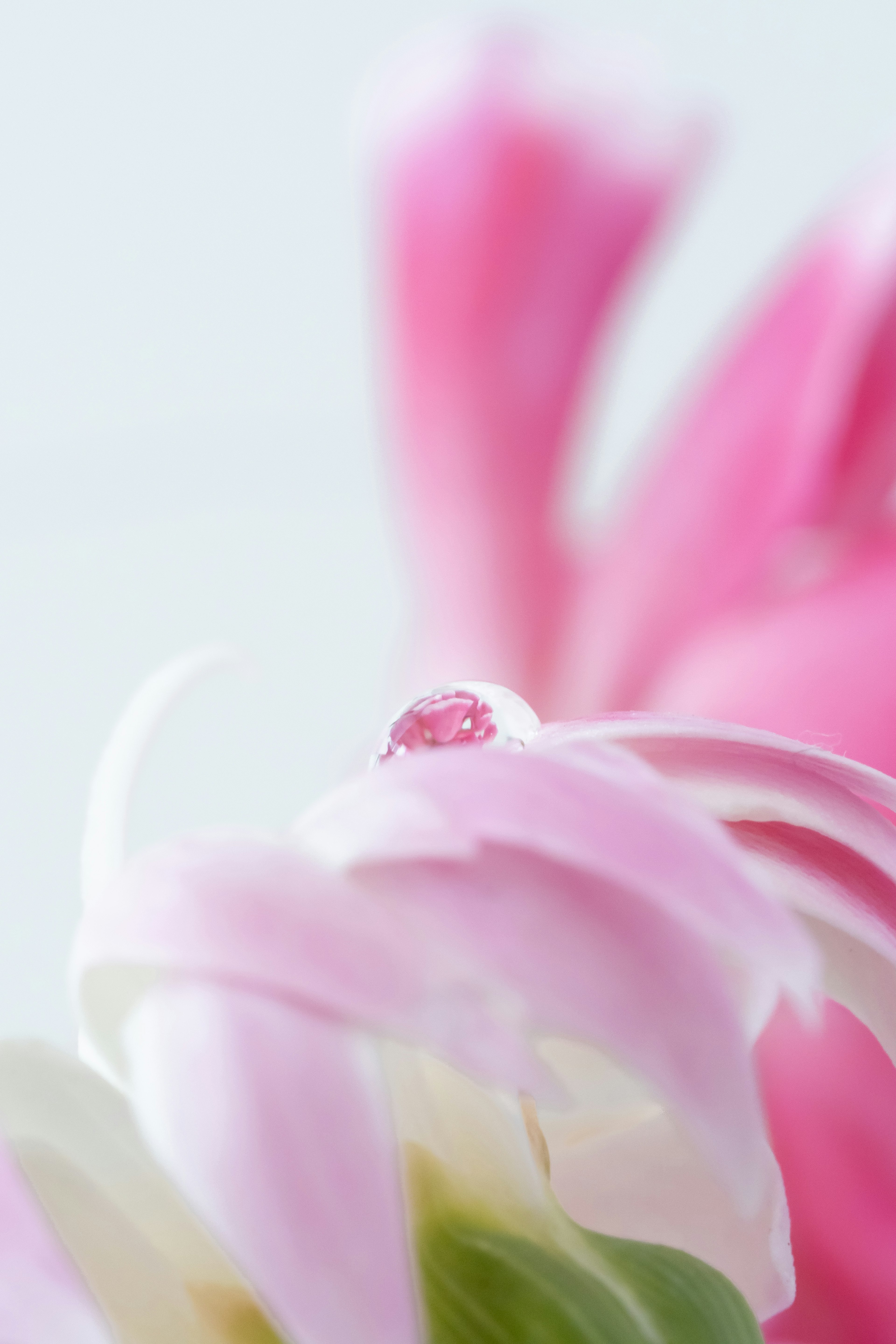 Primo piano di petali di fiore rosa con una goccia d'acqua