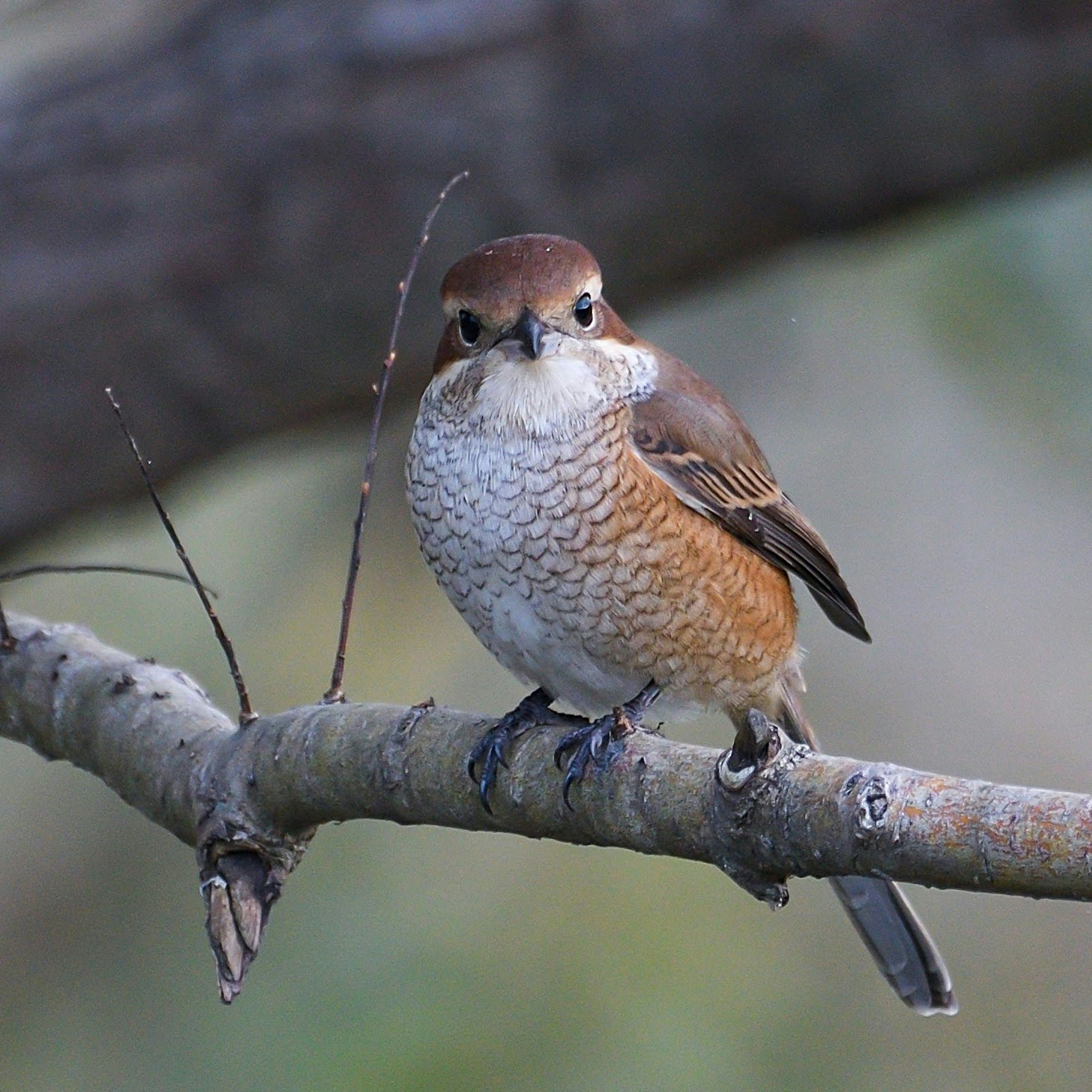 Un pájaro parecido a un alcaudón posado en una pequeña rama mirando hacia adelante