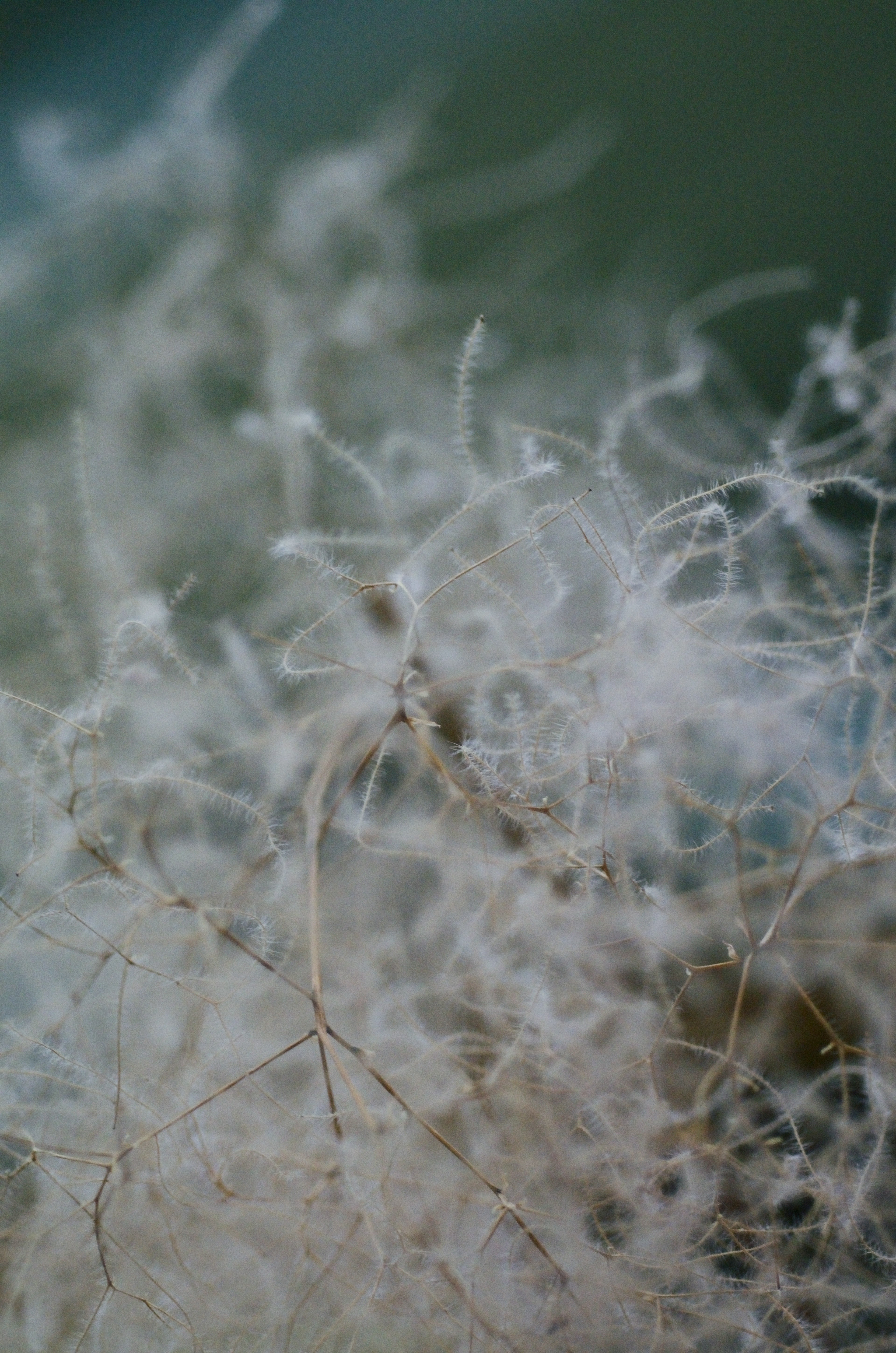 Primo piano di fibre bianche sottili intrecciate che creano una texture