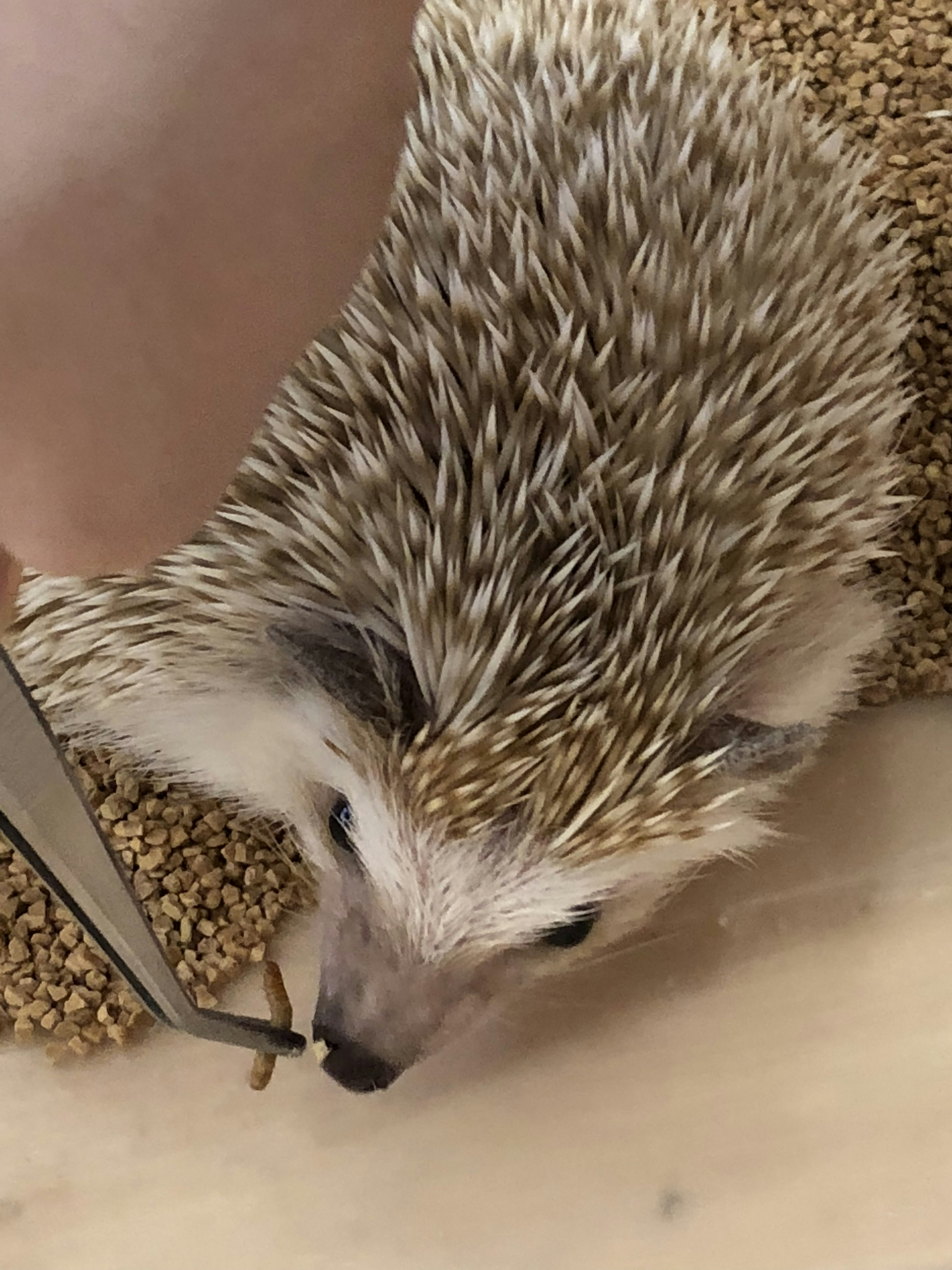 A hedgehog approaching food with tweezers nearby