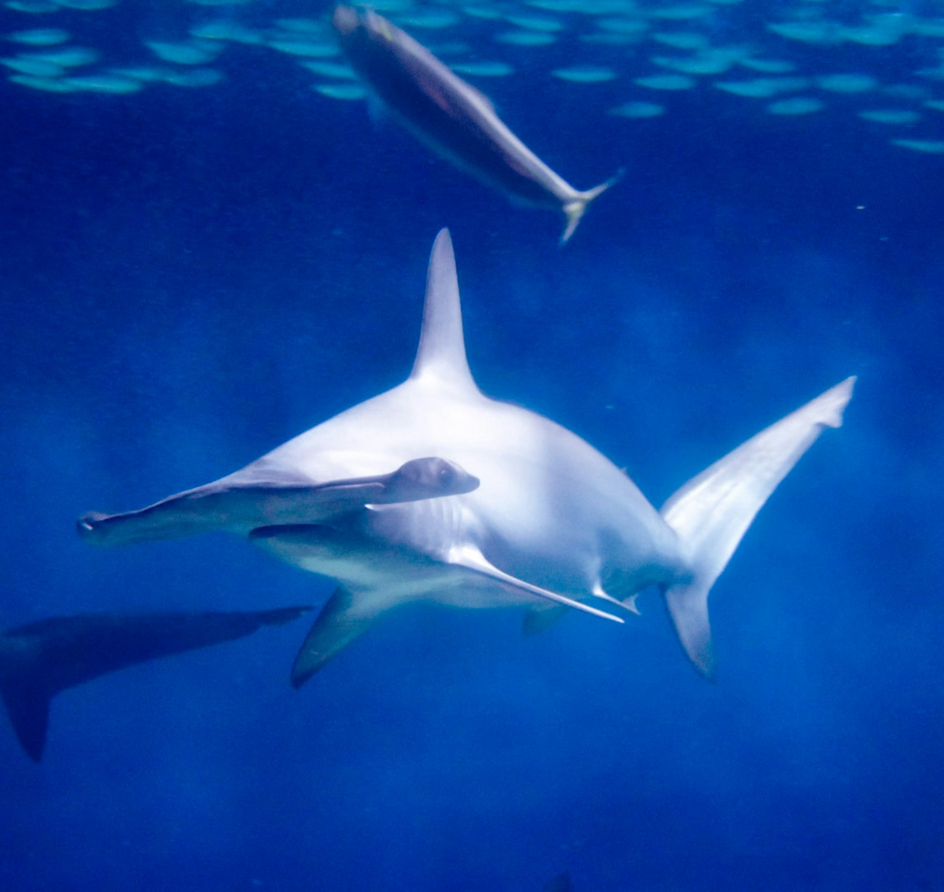 青い海の中で泳ぐハンマーヘッドシャークと他の魚