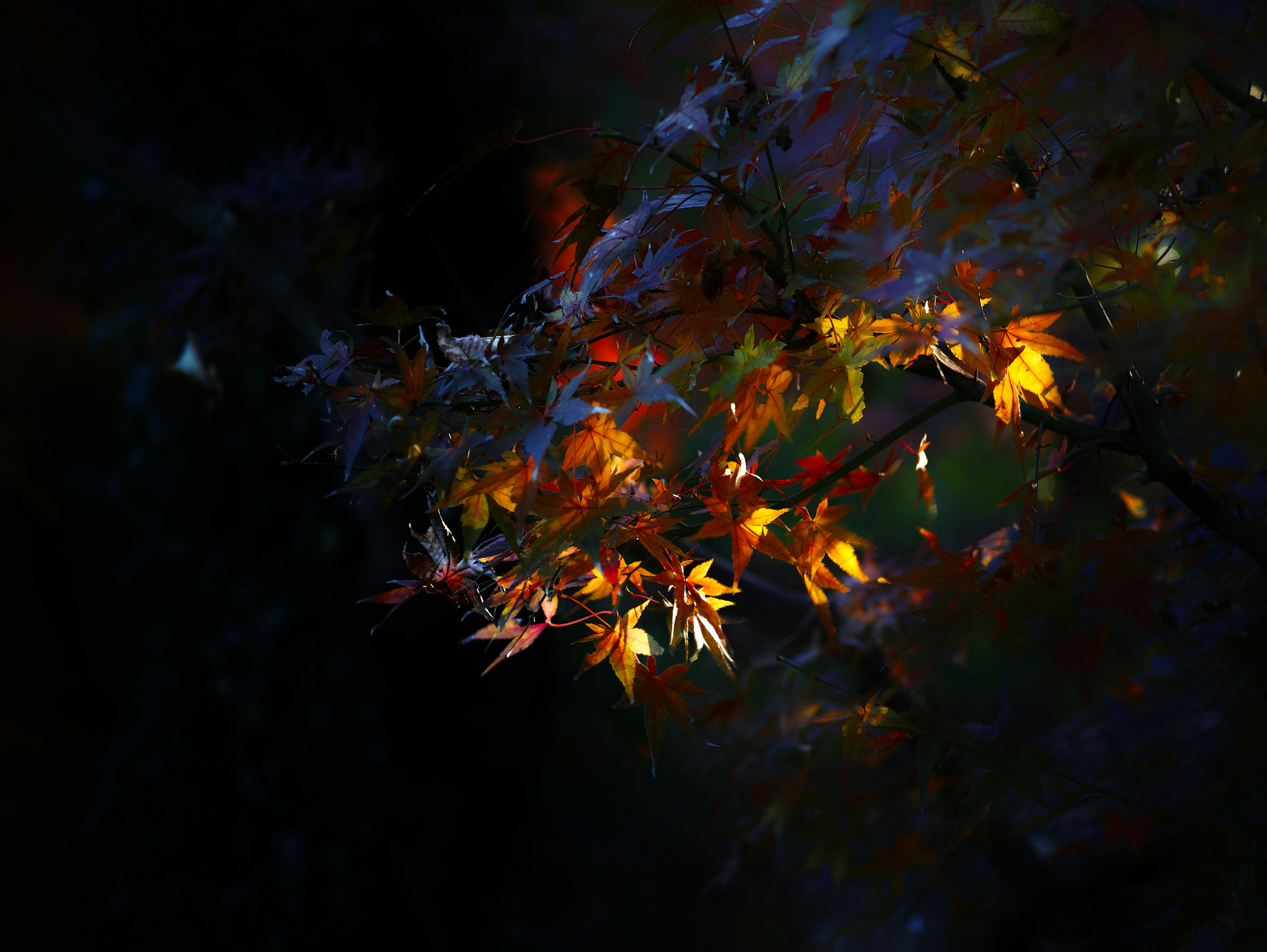 Vibrant autumn leaves illuminated against a dark background