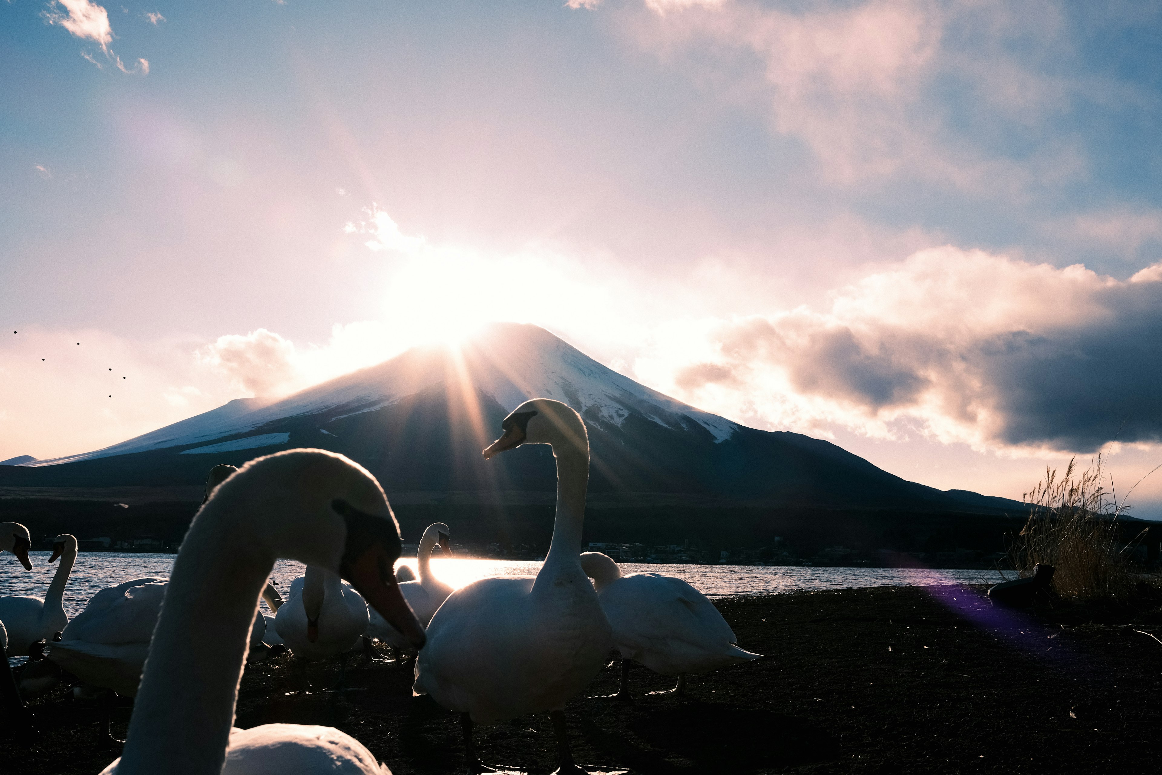 Eine Gruppe von Schwänen mit dem Fuji im Hintergrund