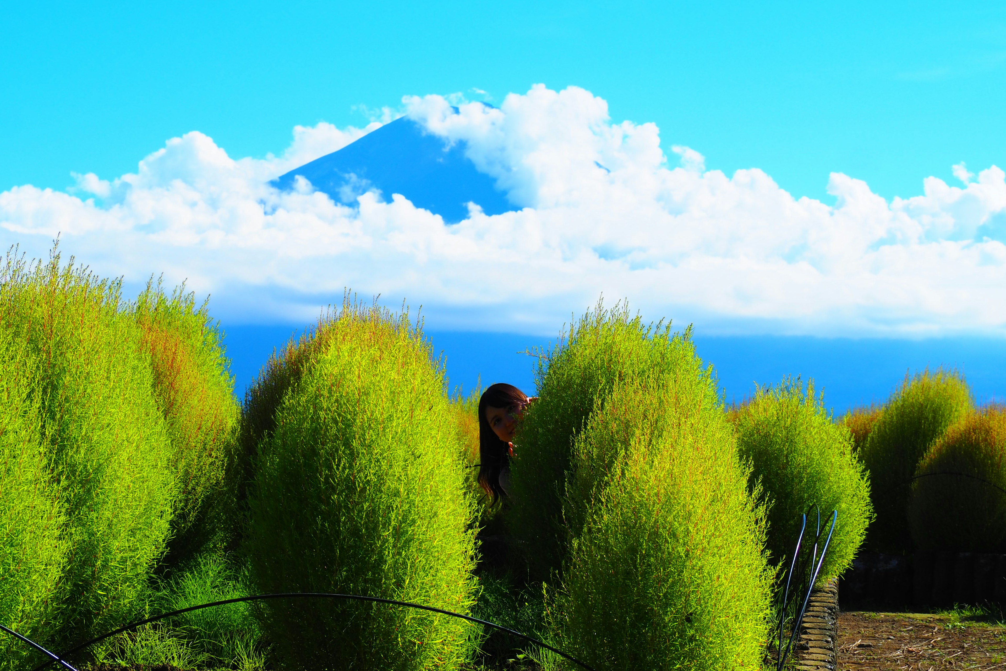 Vue panoramique de buissons verts vibrants avec le mont Fuji en arrière-plan sous un ciel bleu clair