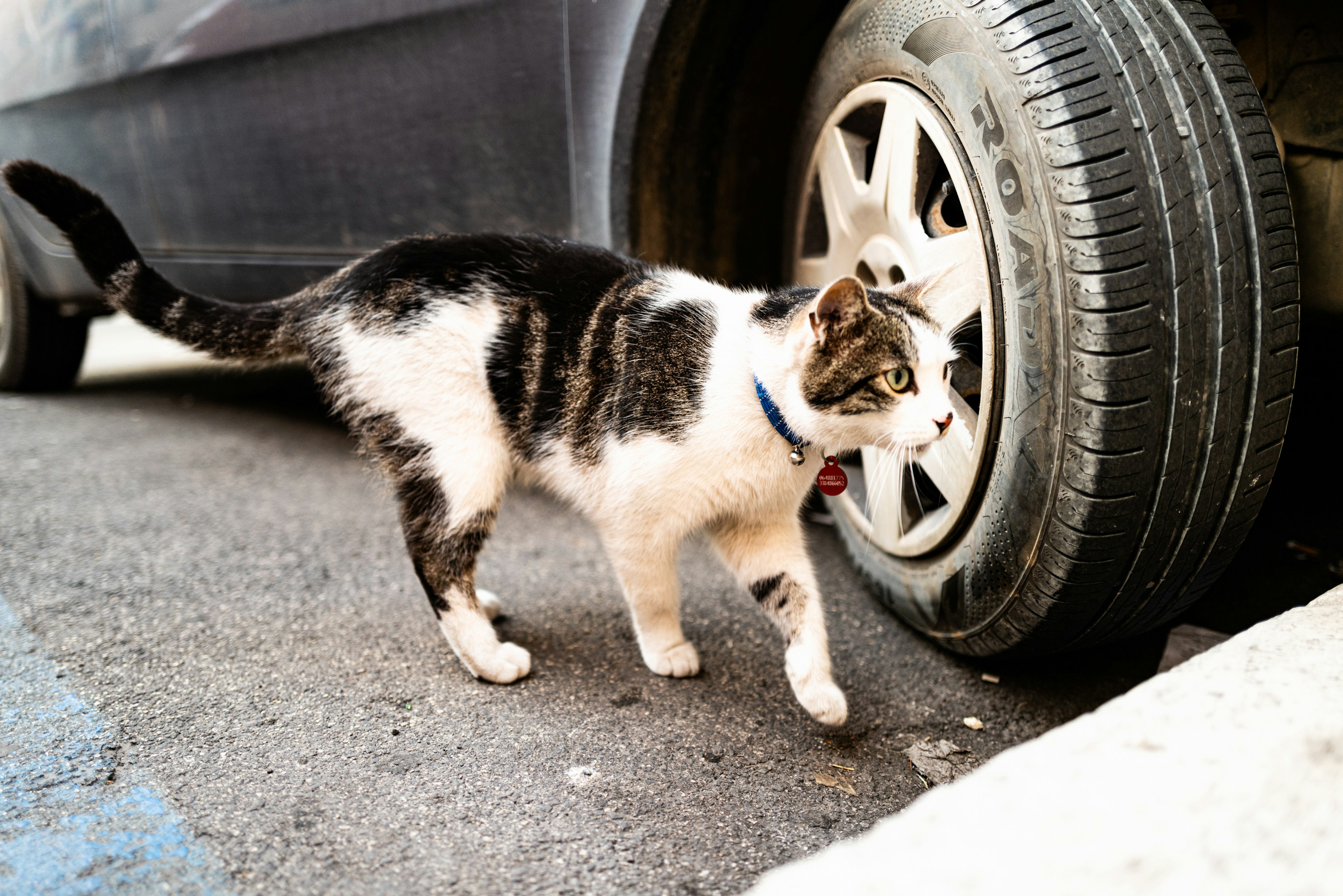 Eine schwarz-weiße Katze, die neben einem Autoreifen geht