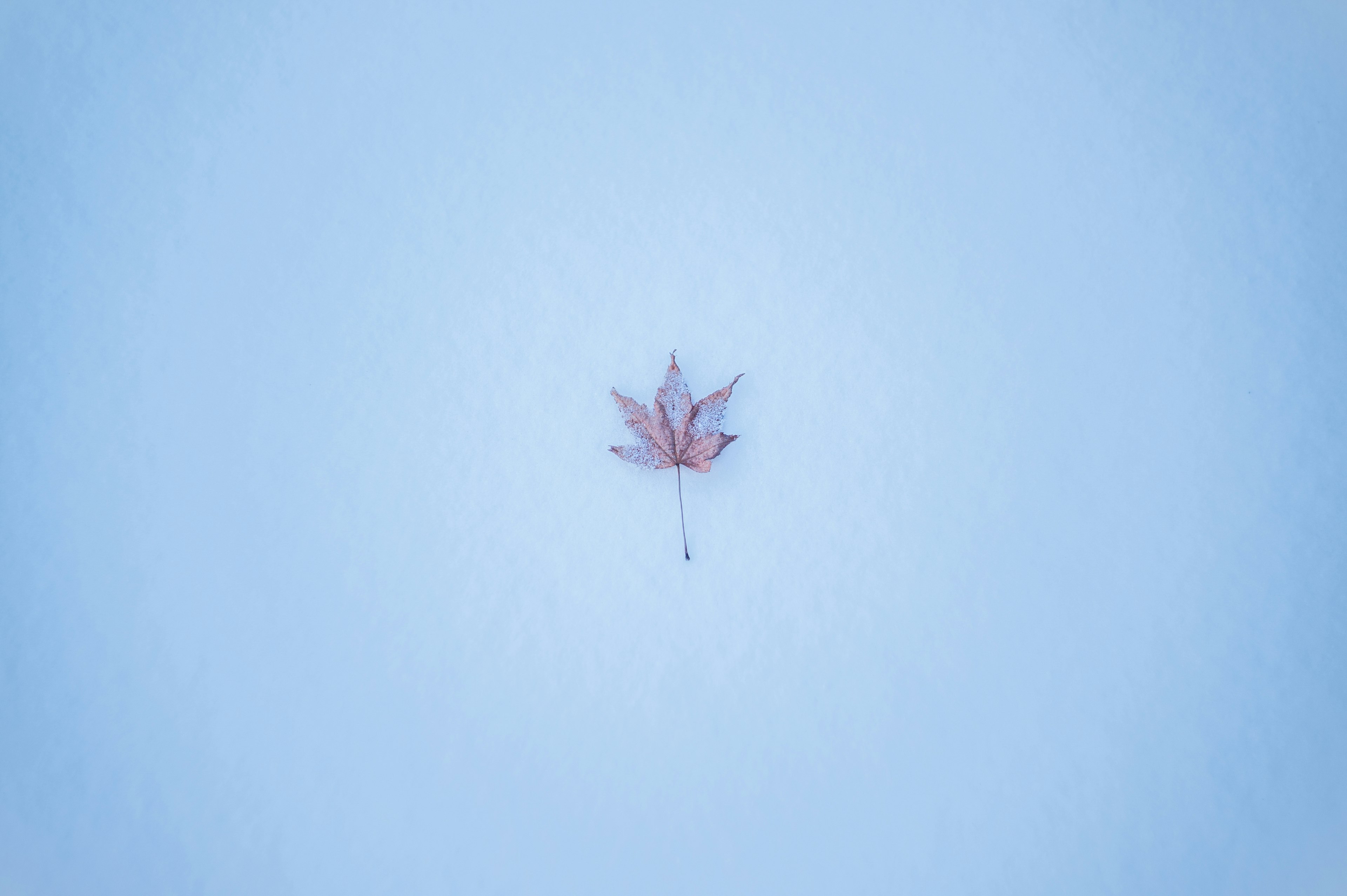 Une seule feuille d'érable sur un fond bleu