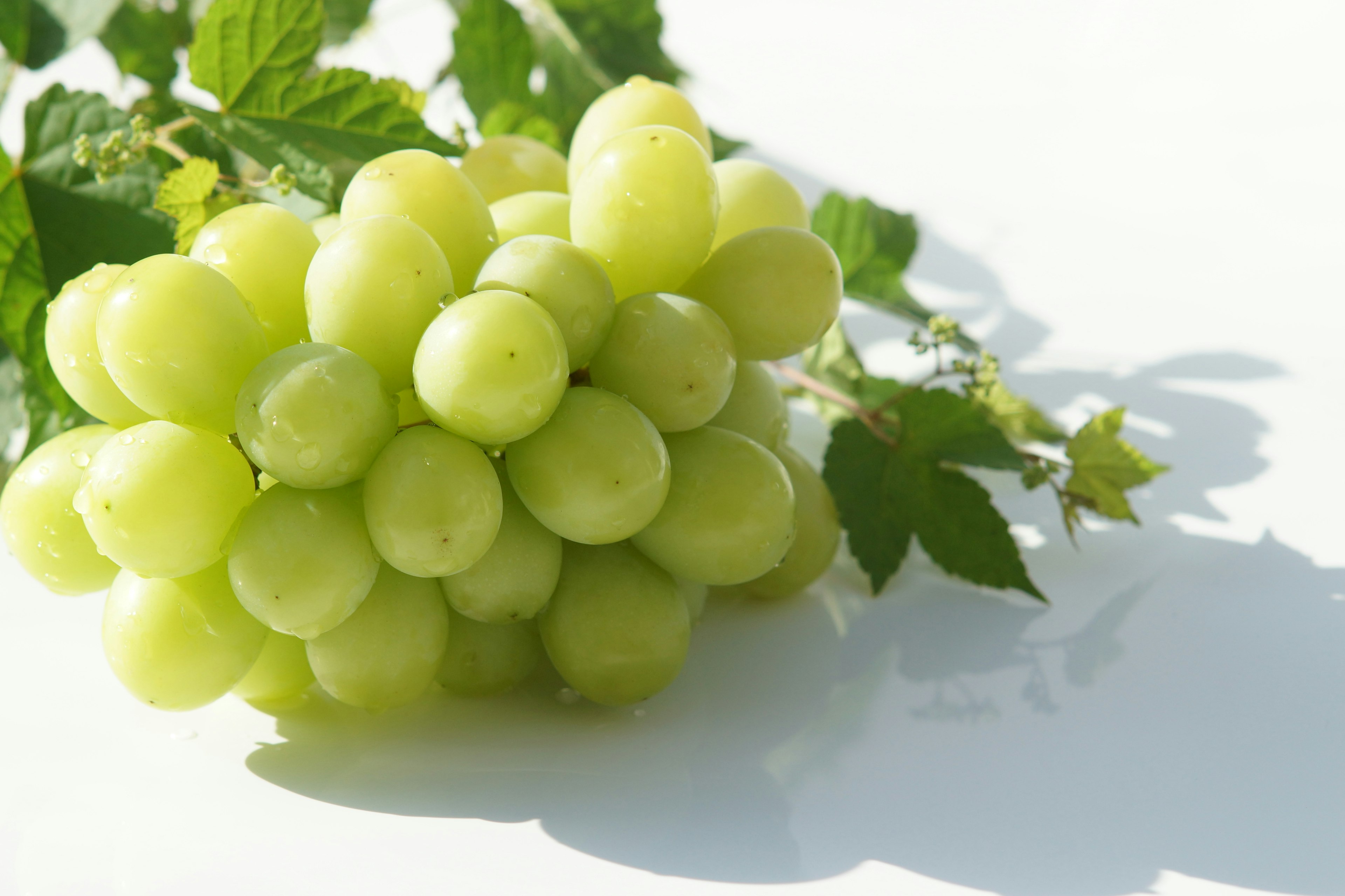 Fresh green grapes cluster with leaves