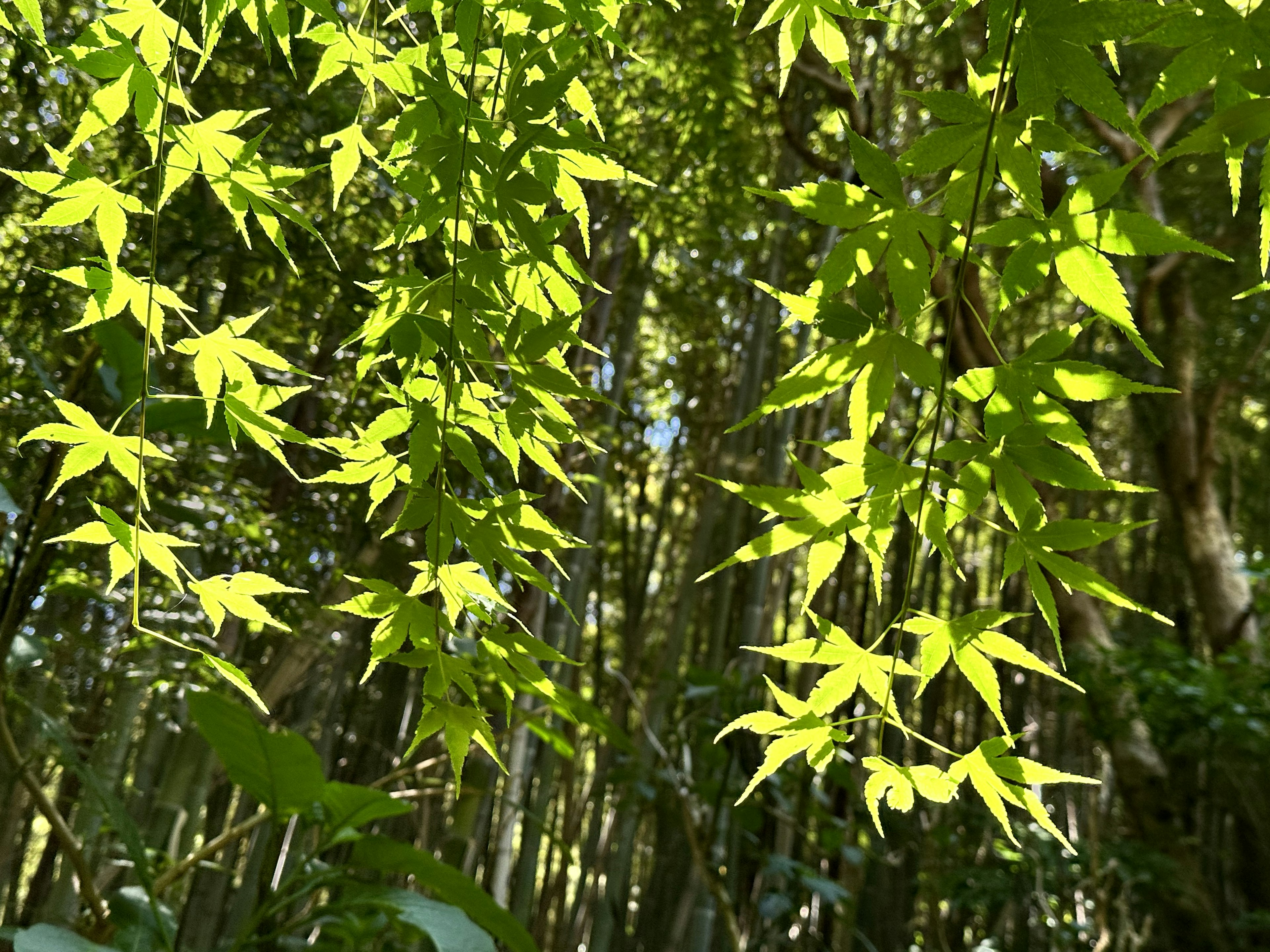 緑の葉が生い茂る竹林の中の光景