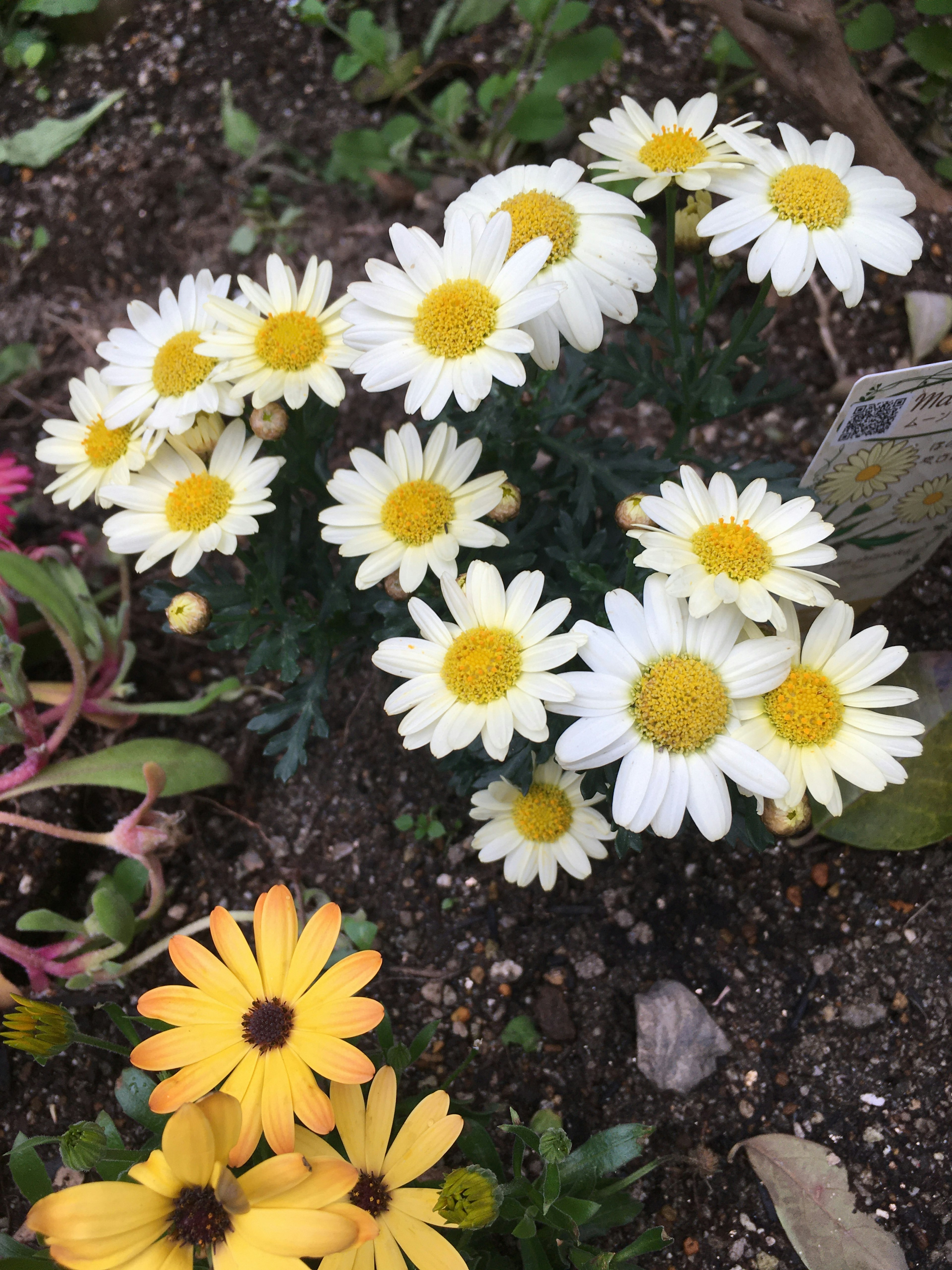 Sekelompok bunga daisy dengan kelopak putih dan pusat kuning mekar di antara daun hijau