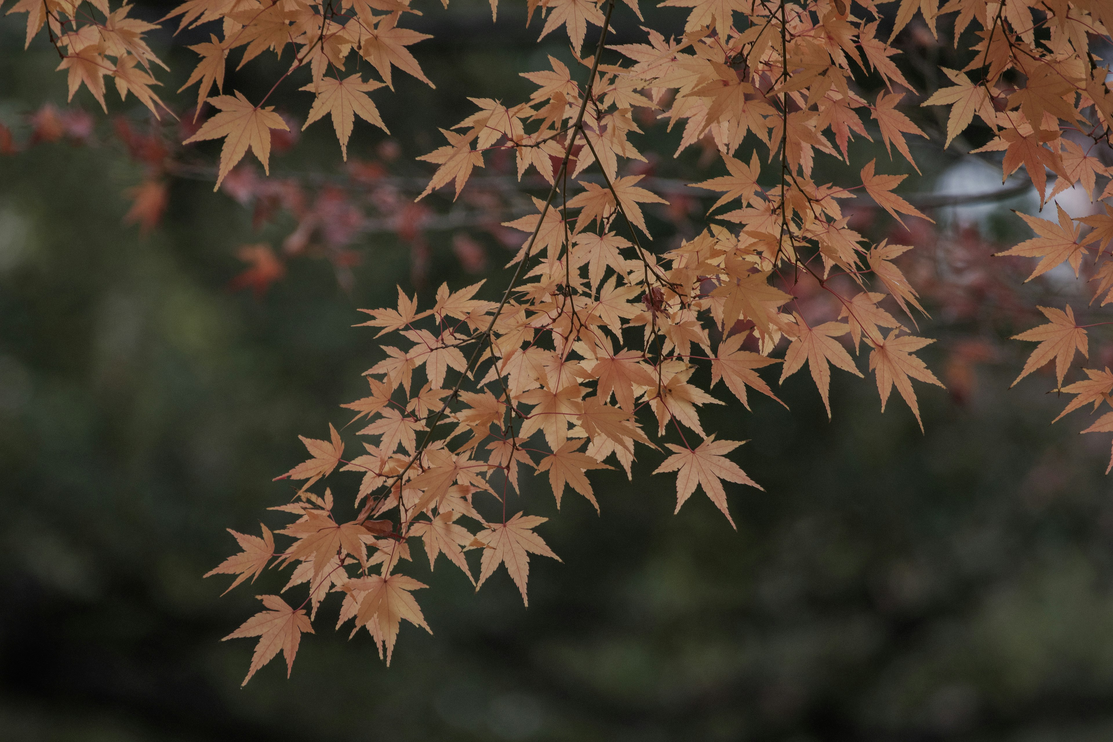 紅葉したカエデの葉が暗い背景に映える