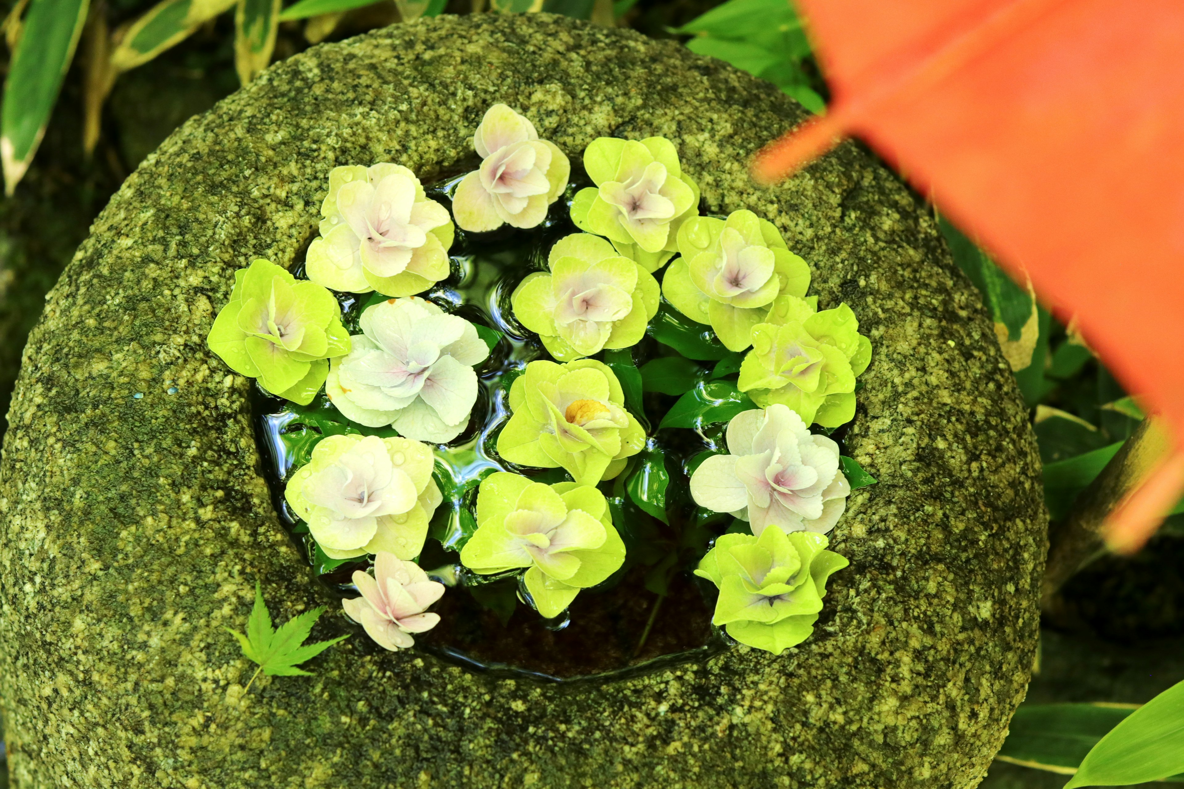 Schöne Anordnung von grünen und weißen Blumen, die auf einer Steinschale schwimmen