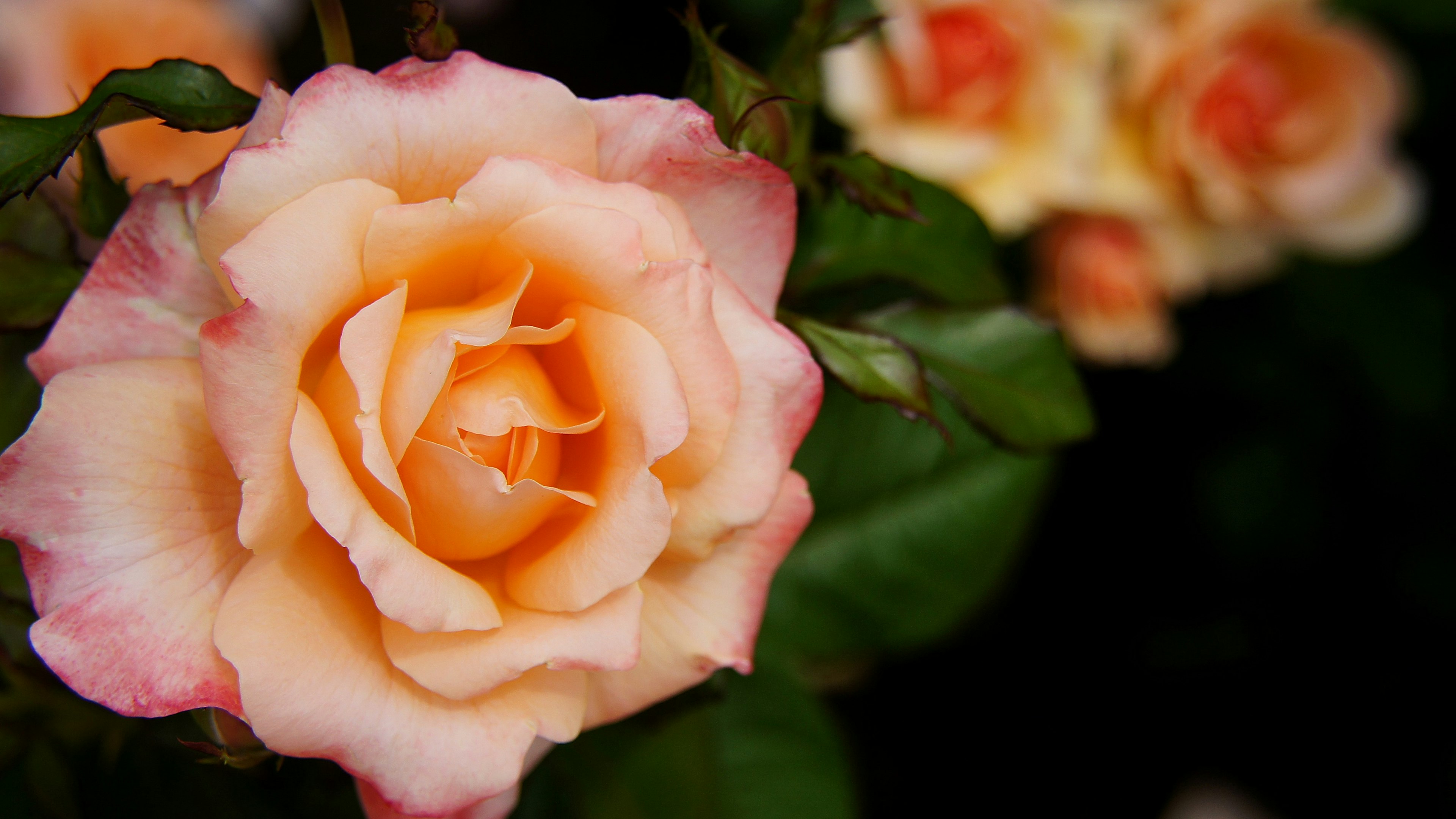 Close-up of a soft orange rose with other roses blurred in the background