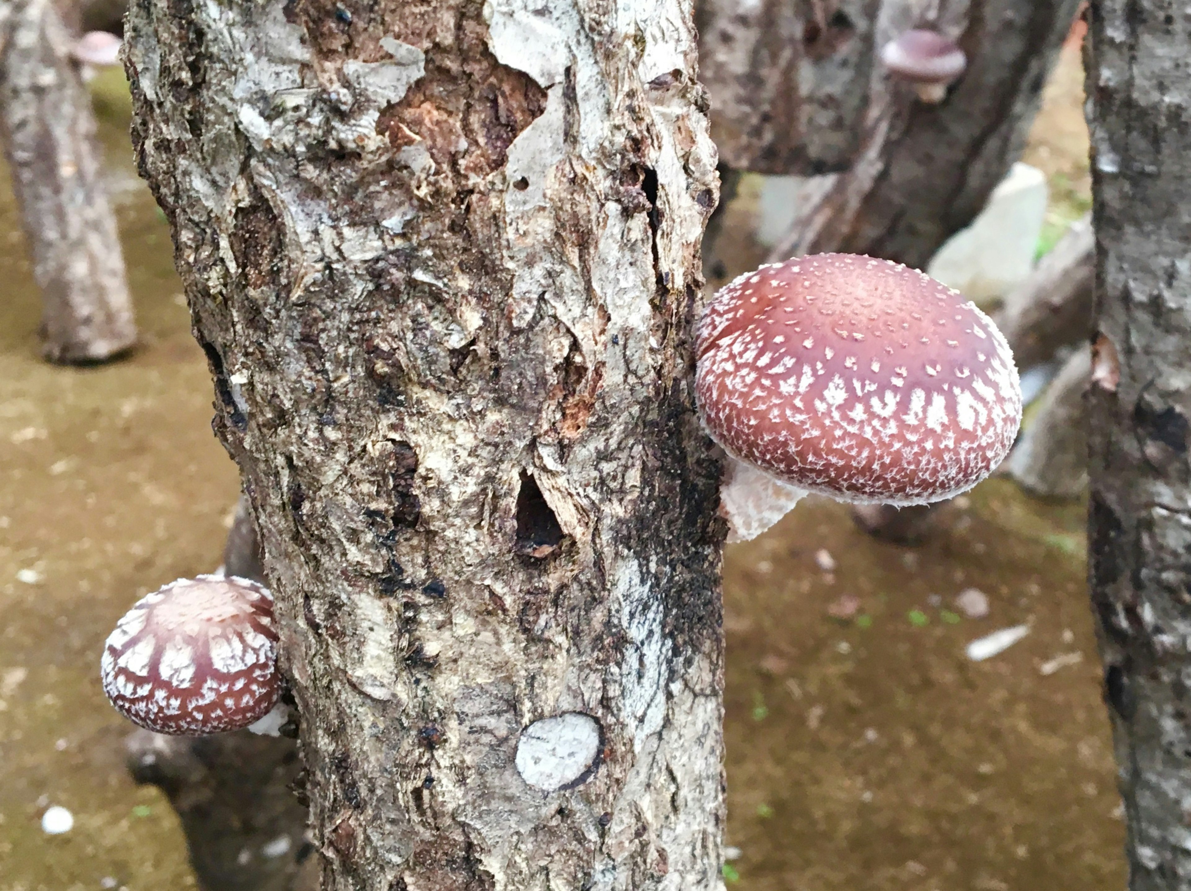 Shiitake mushrooms growing on tree trunks