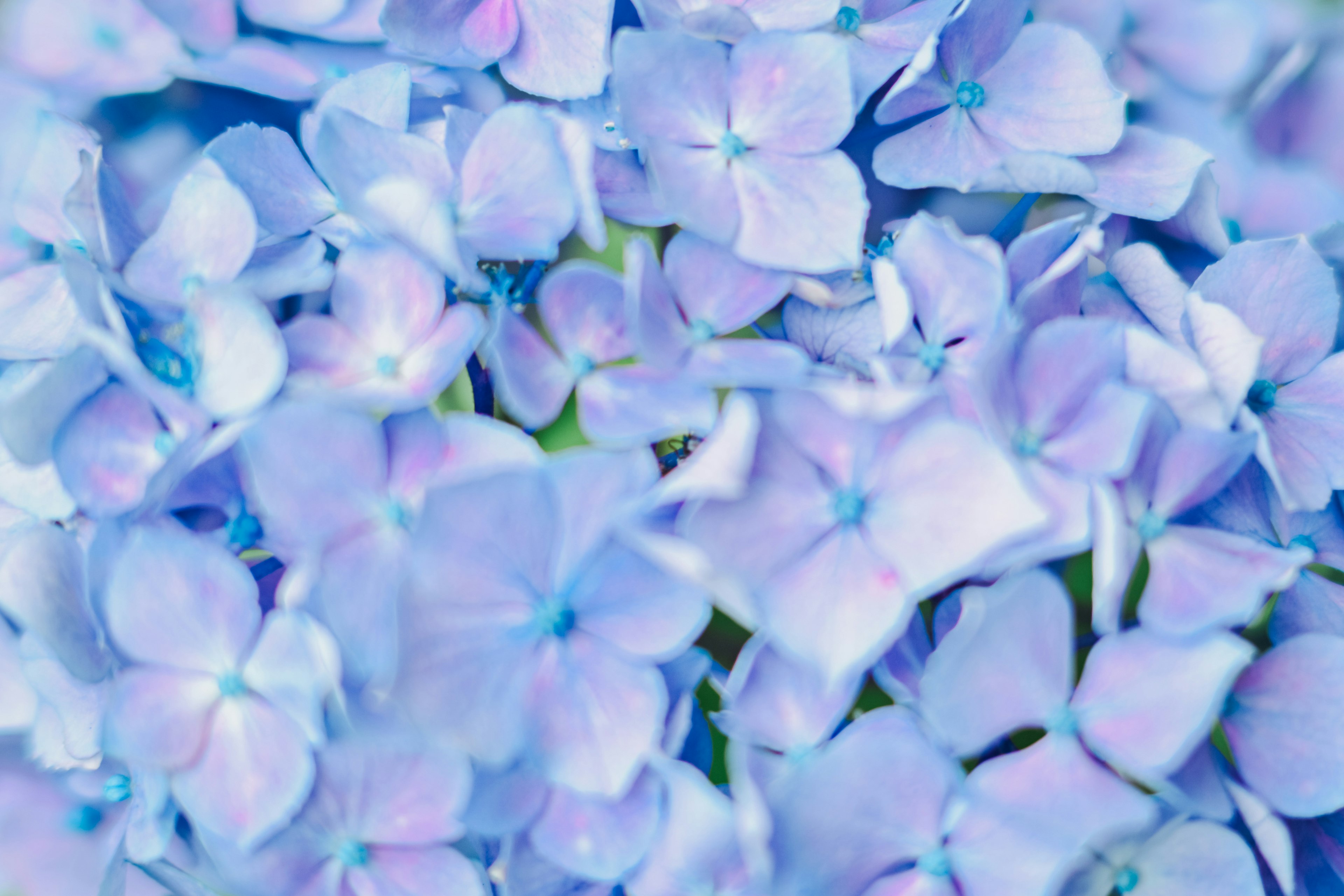 Nahaufnahme zarter blauer Hortensienblüten mit weichen Blütenblättern