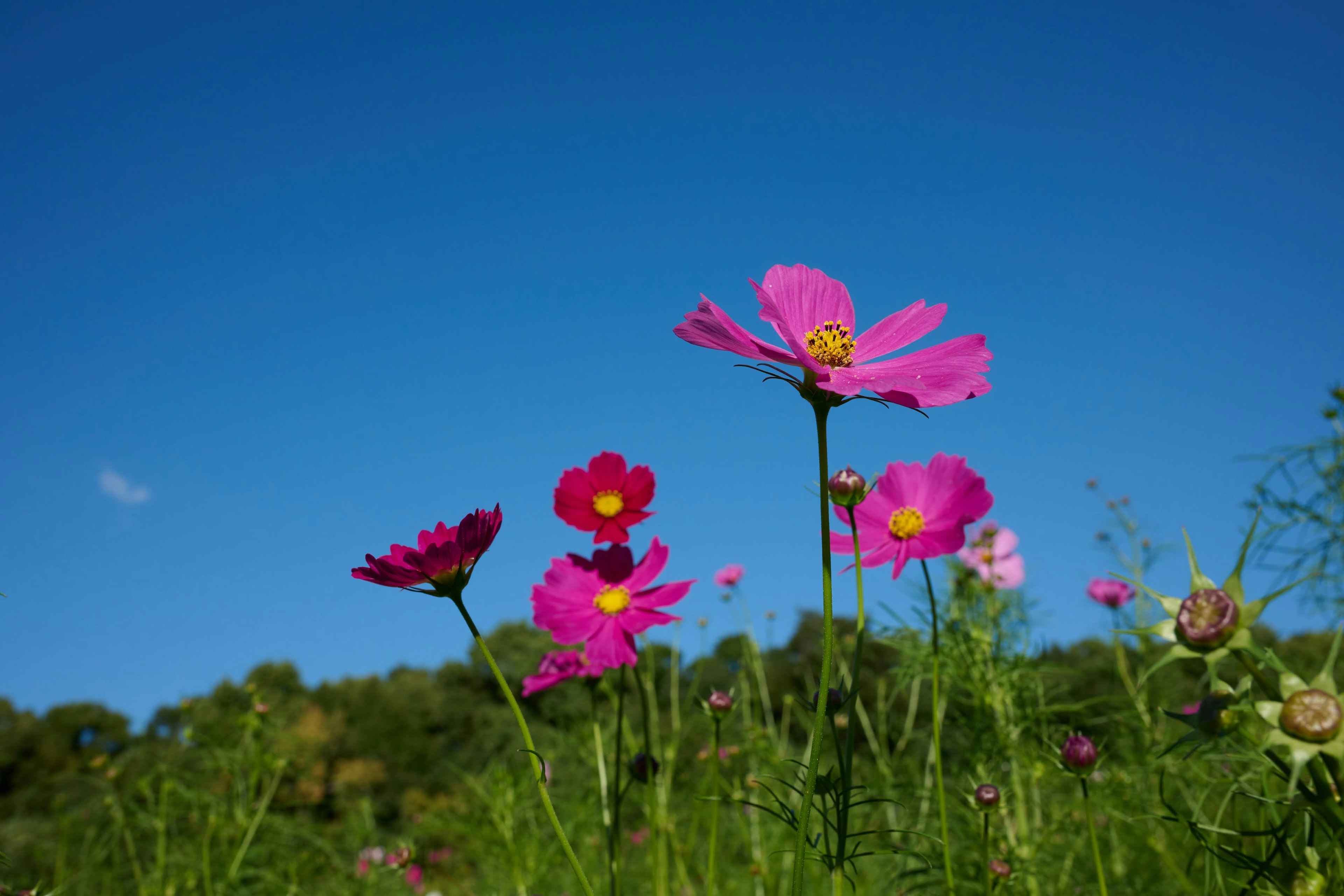 青空の下で咲く色鮮やかなピンクの花々