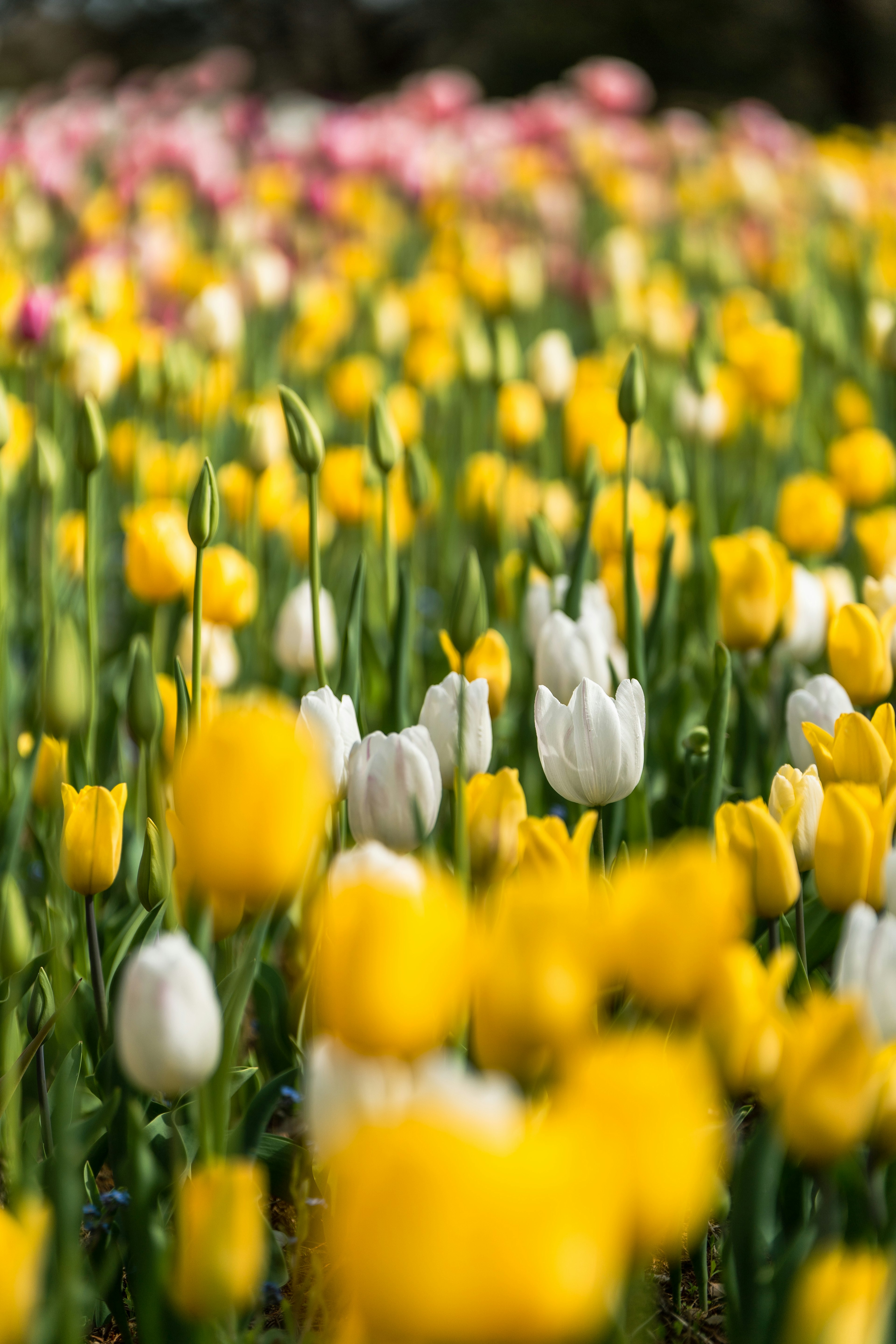 色とりどりのチューリップの花畑 黄色と白のチューリップが目立つ