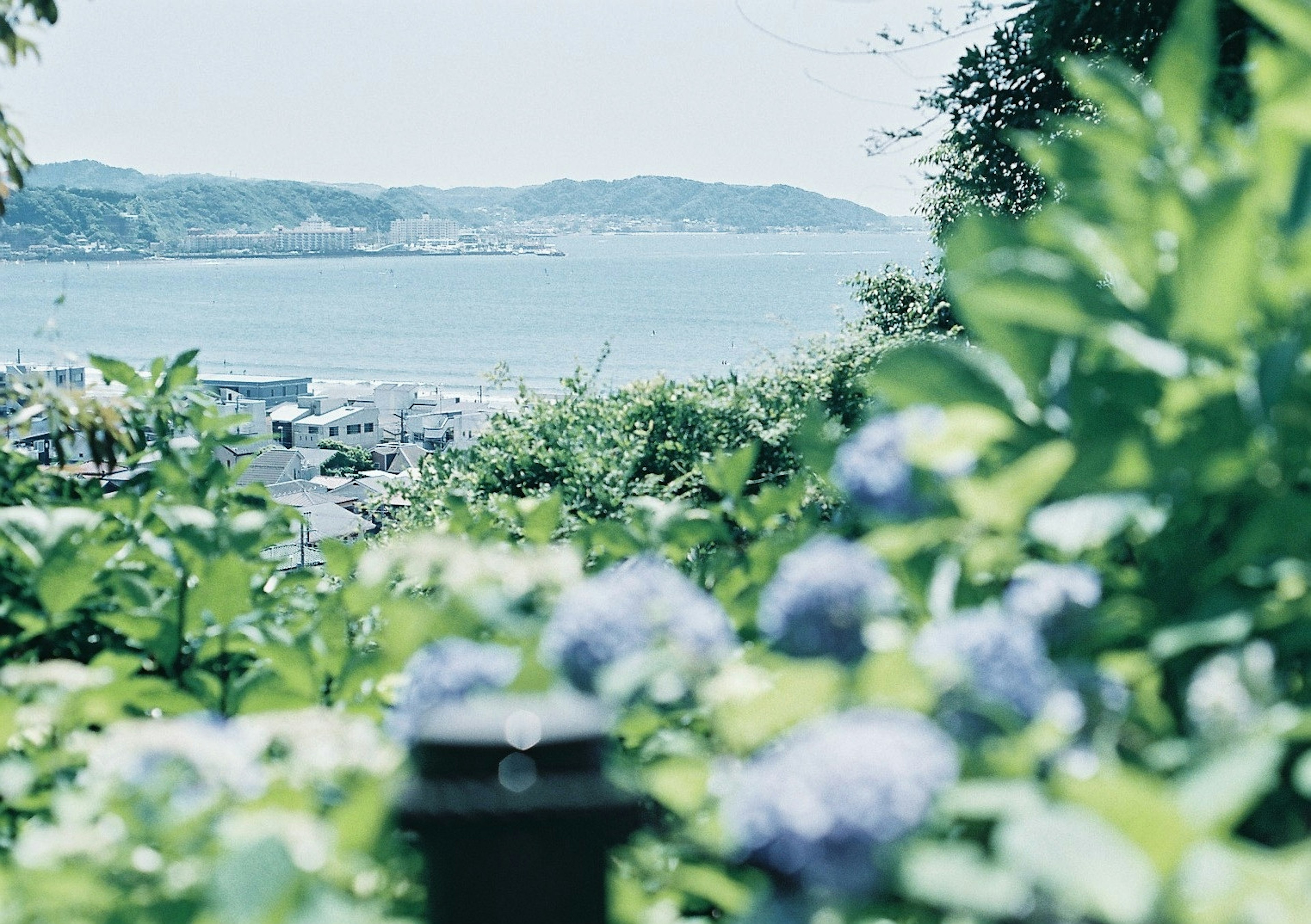 蓝色海洋和盛开的花朵的风景