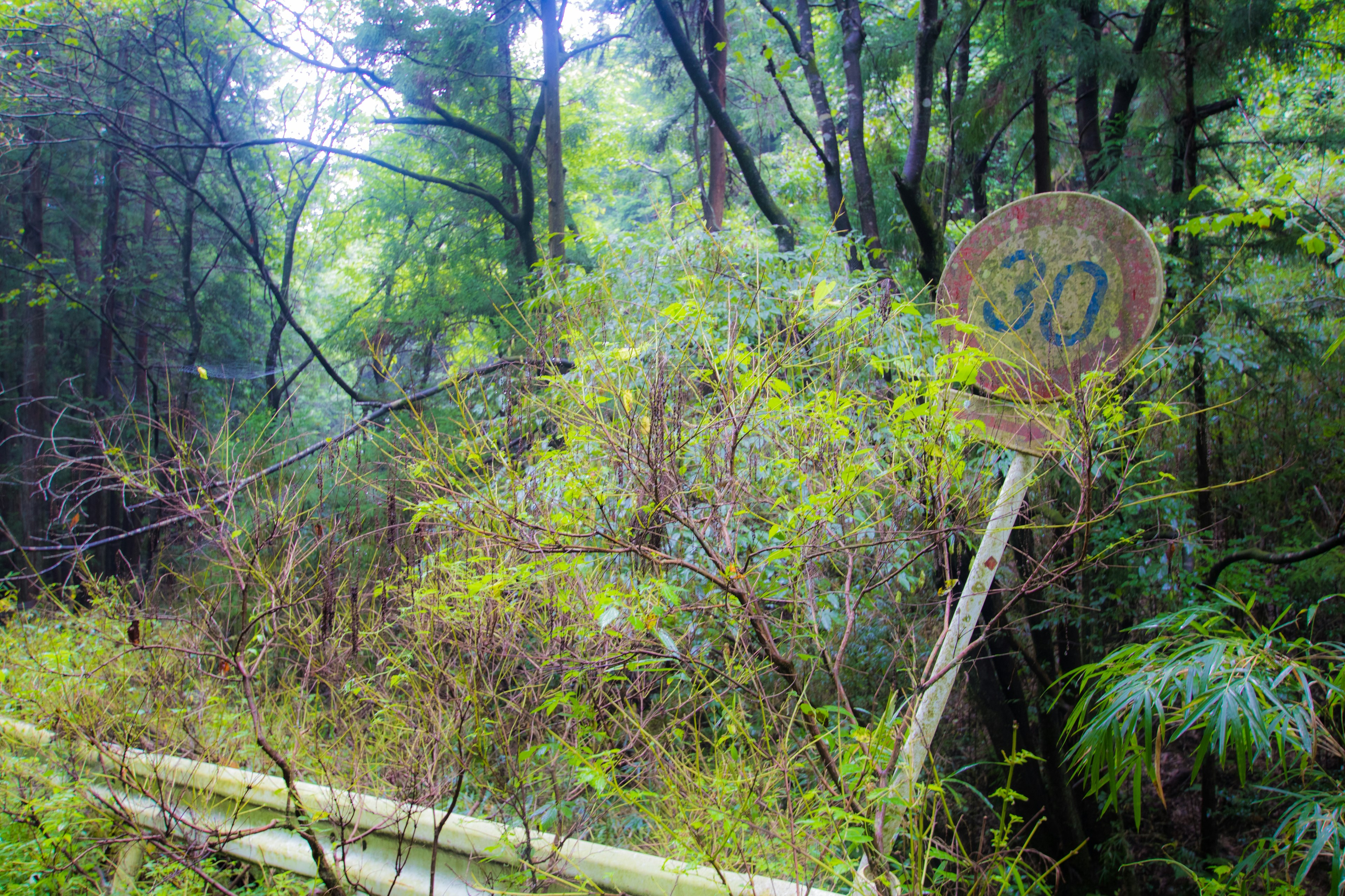 Vecchio segnale di limite di velocità 30 coperto dalla vegetazione nella foresta