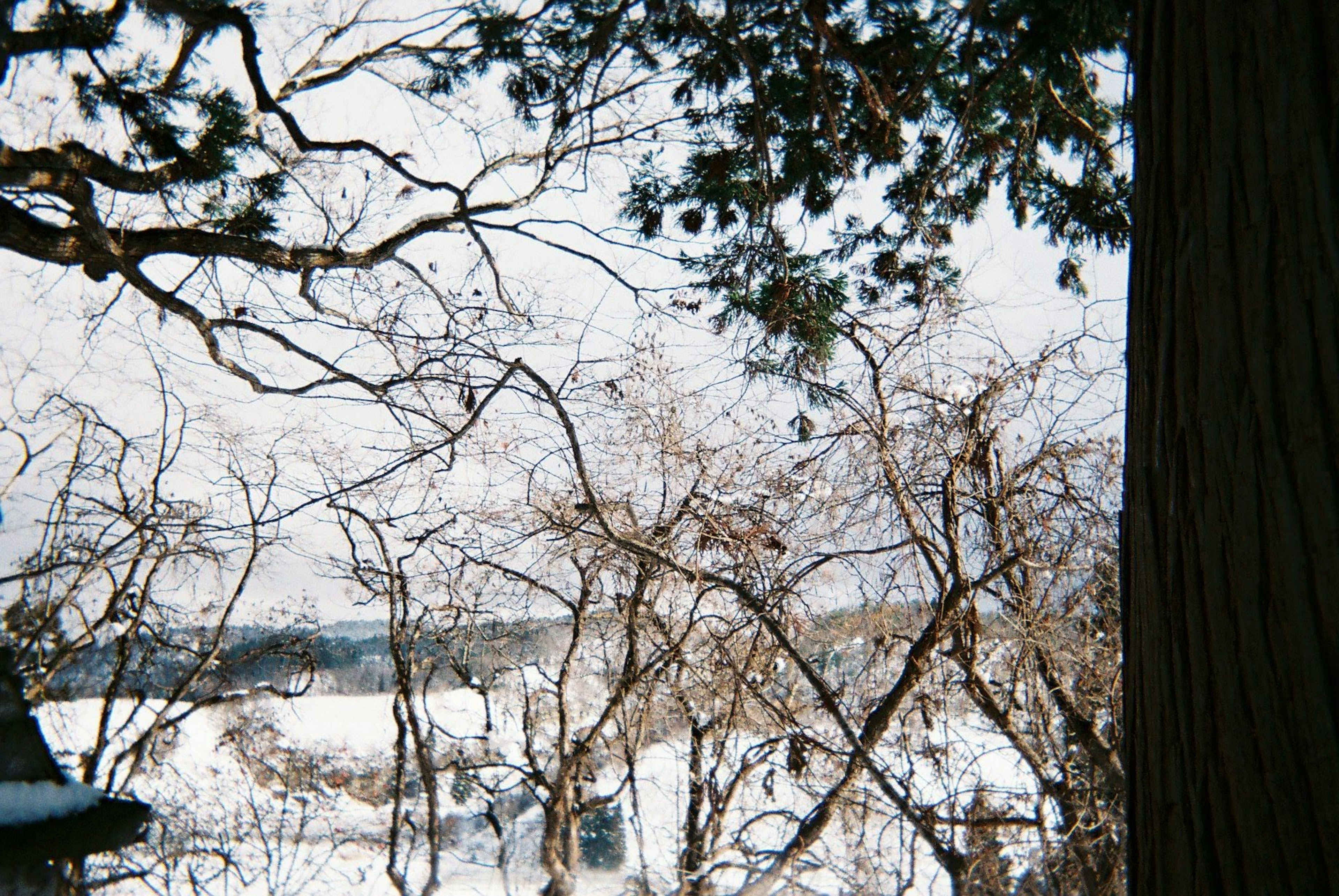 雪に覆われた風景と冬の木々