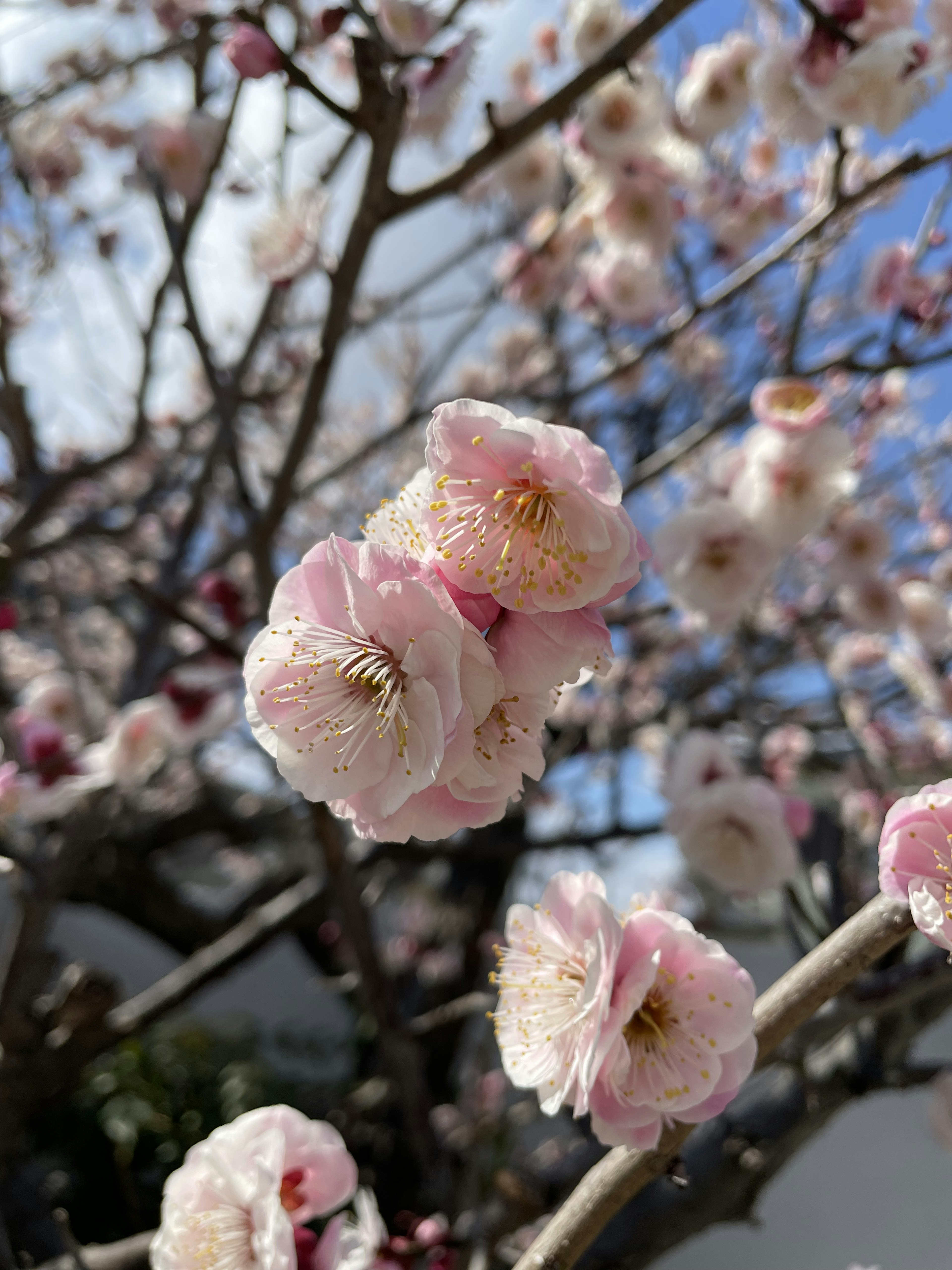 青空の下に咲く薄ピンクの梅の花のクローズアップ