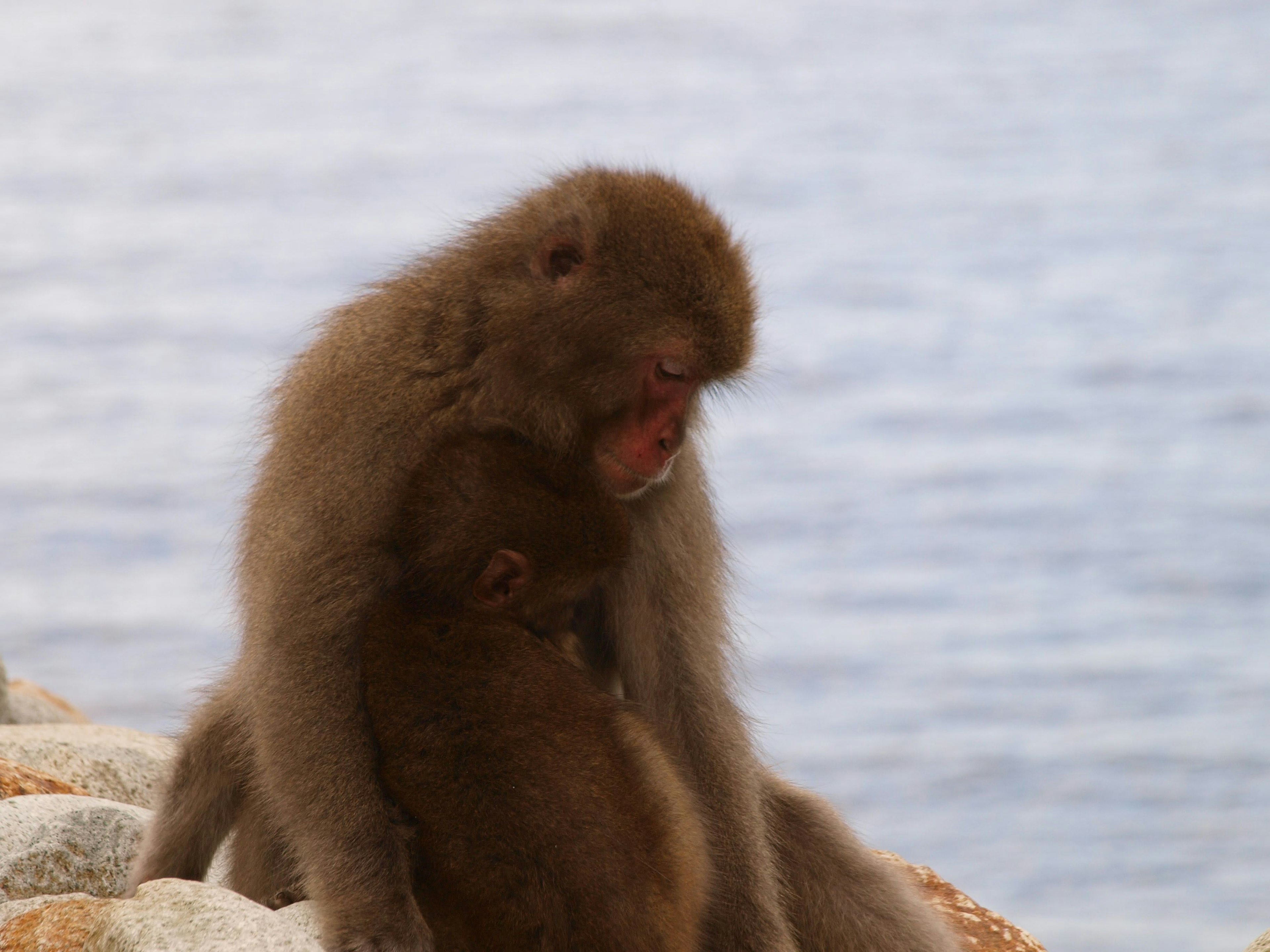 Un singe parent tenant son bébé près de l'eau