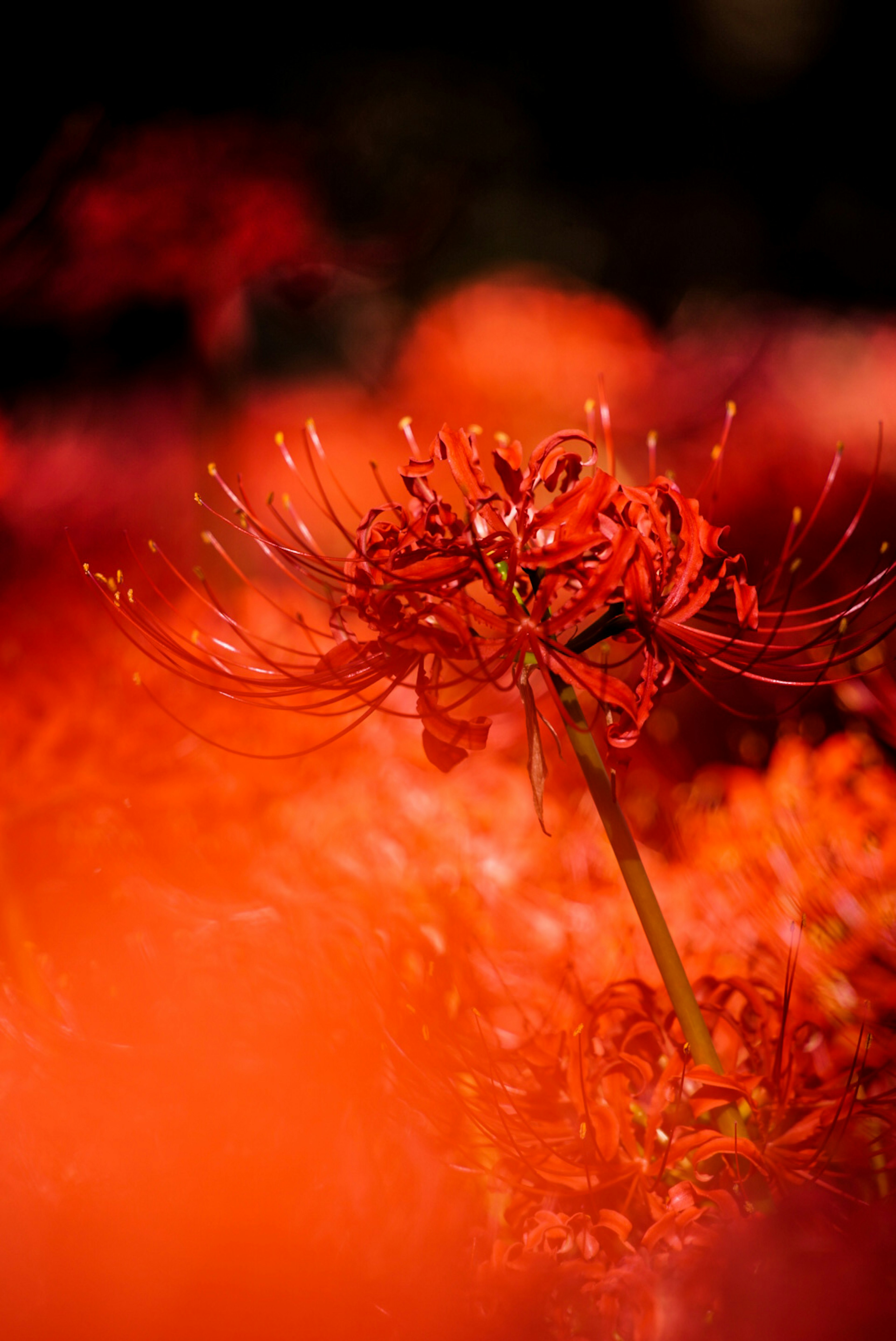 Close-up of vibrant red spider lily with a blurred background