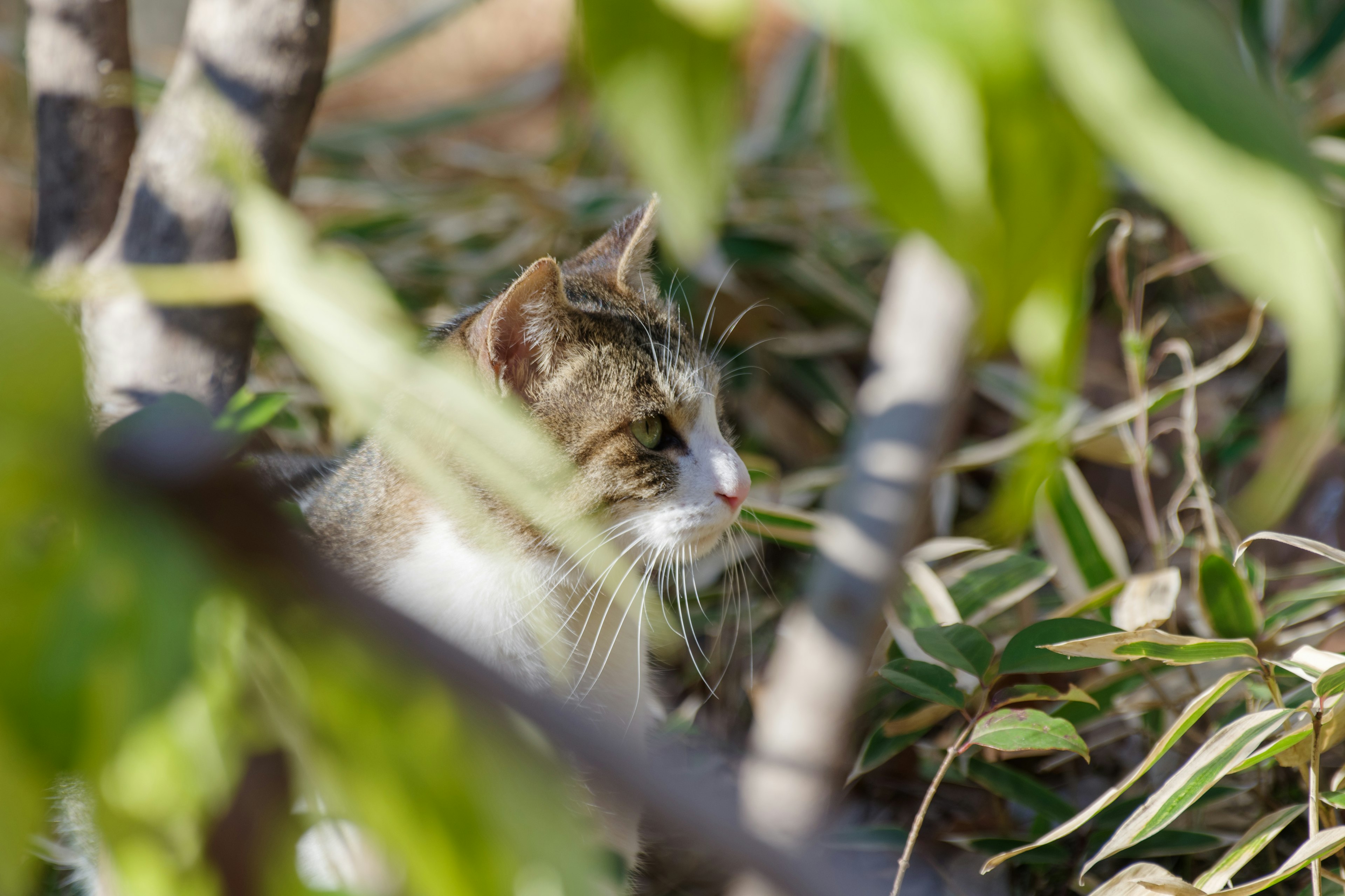 木々の間に隠れている猫の横顔