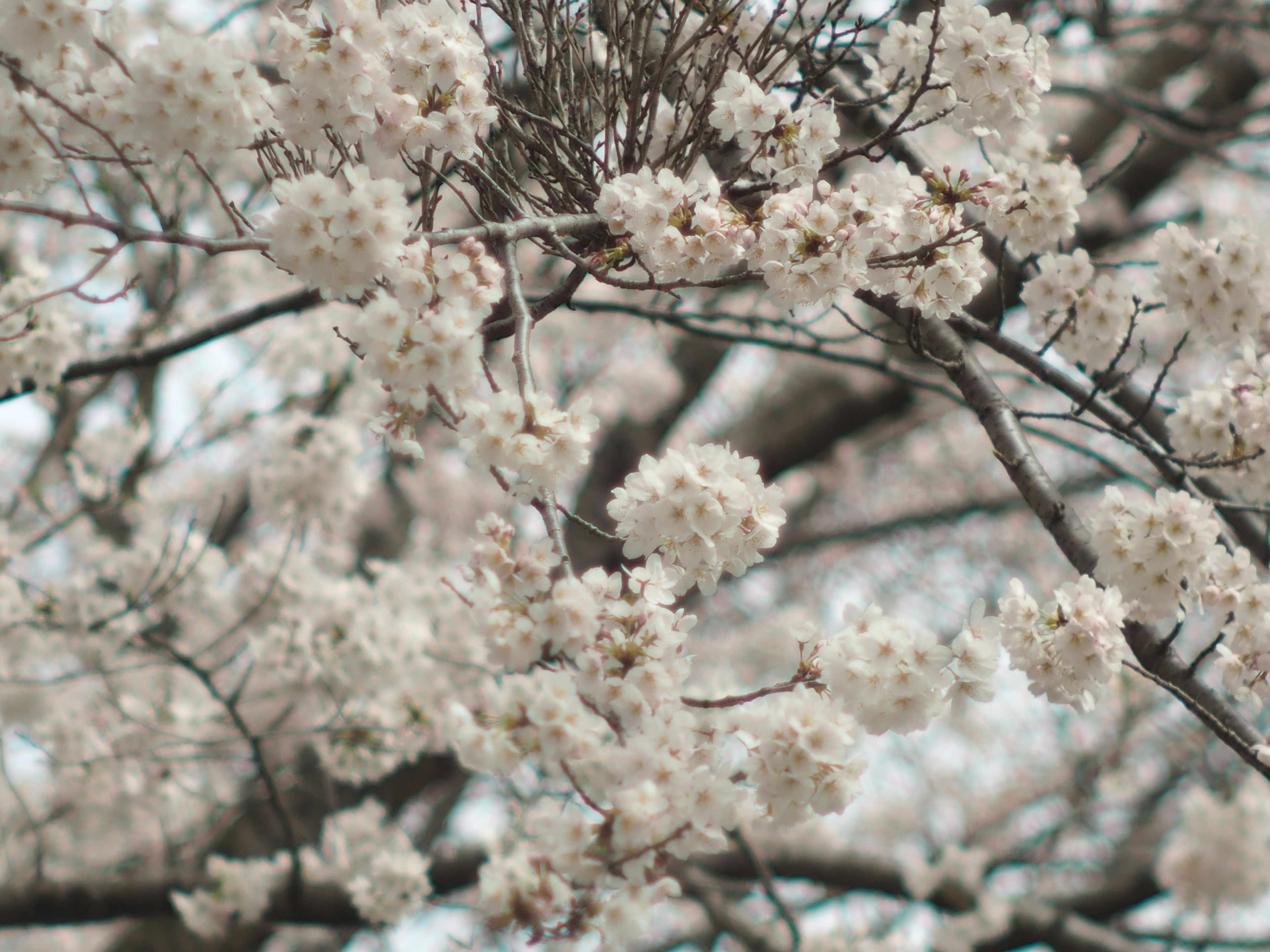 Gros plan sur des branches avec des fleurs blanches en fleurs