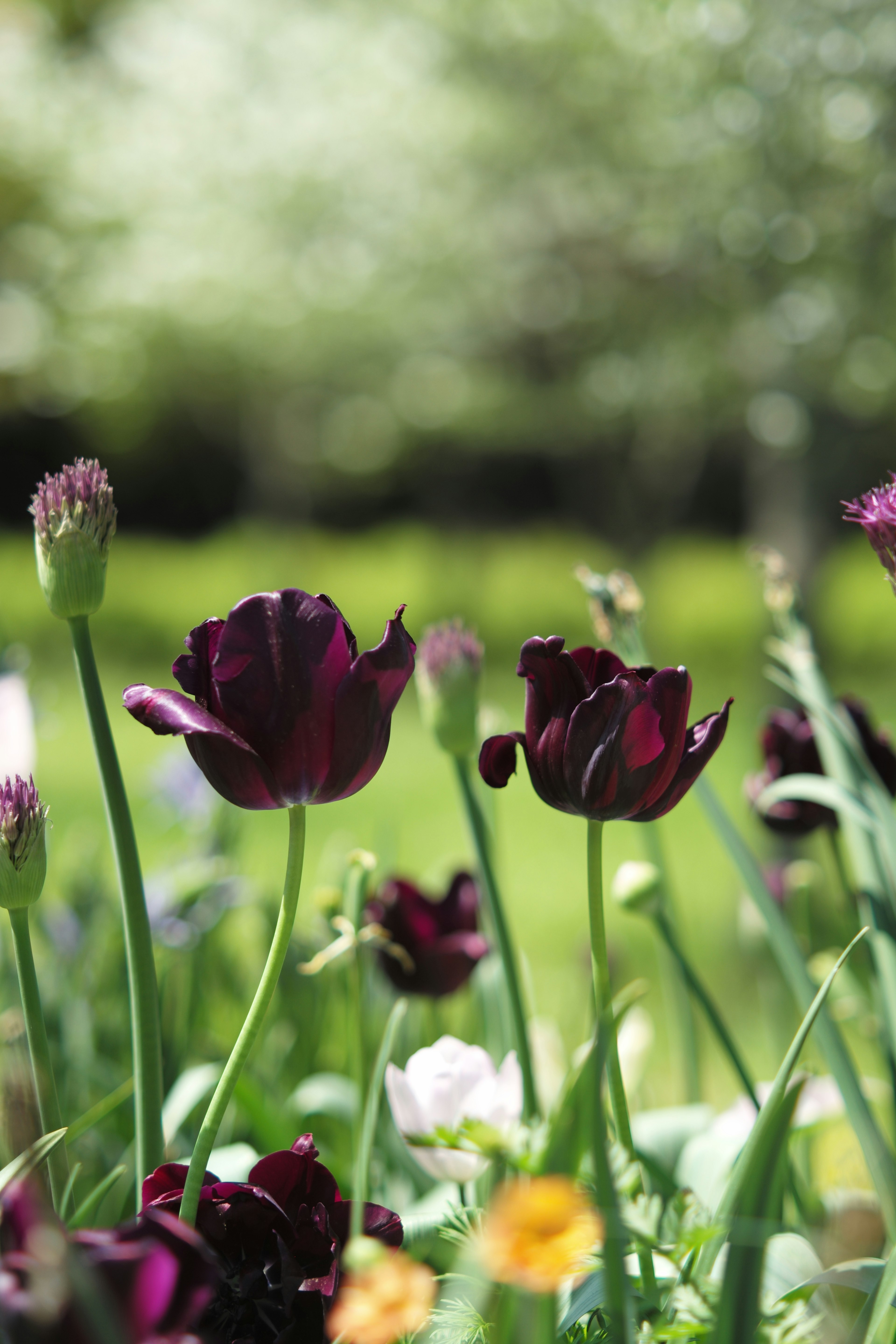 Eine Gartenszene mit blühenden lila Tulpen