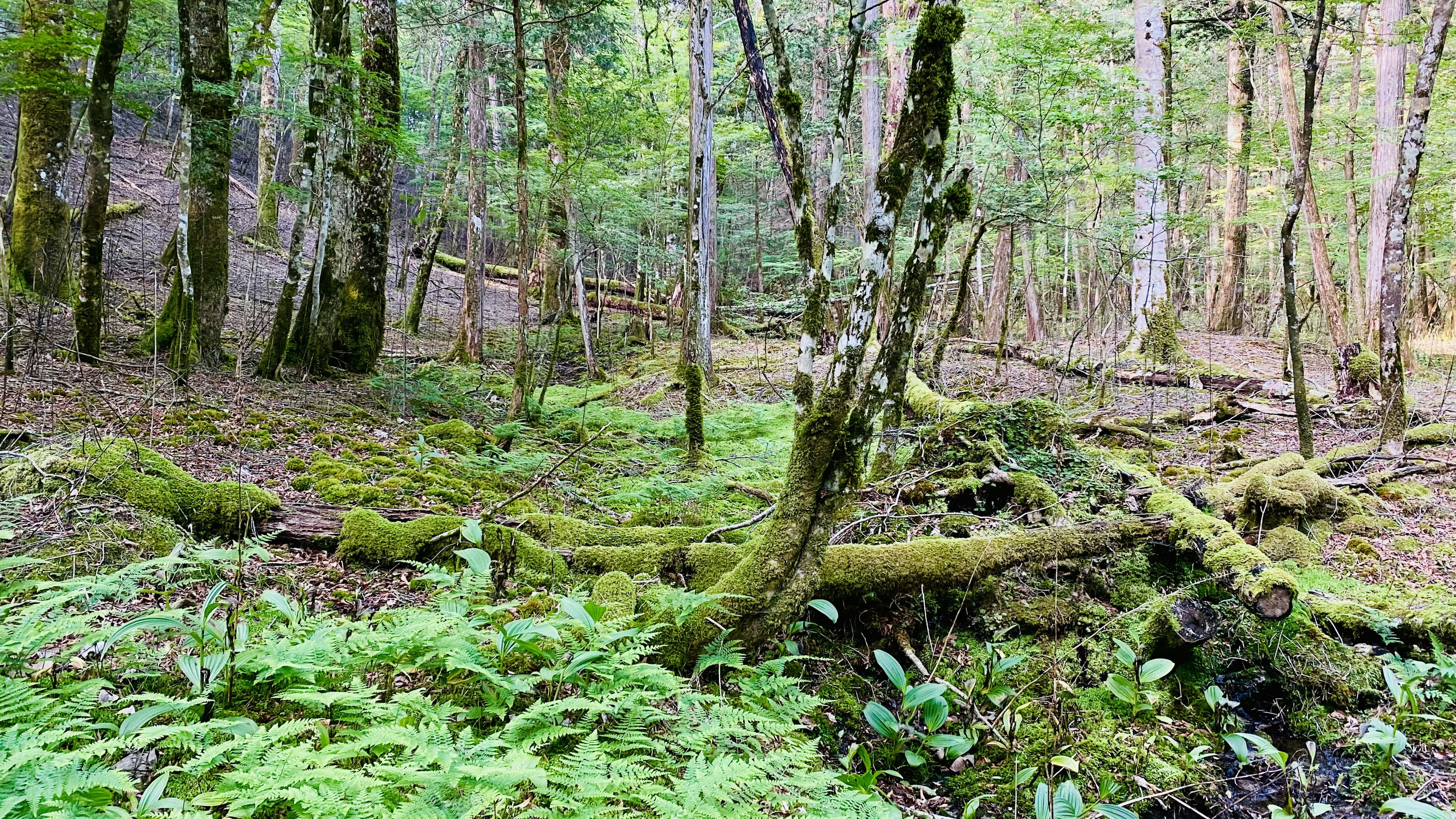 Pemandangan hutan subur dengan pohon-pohon yang tertutup lumut dan pakis