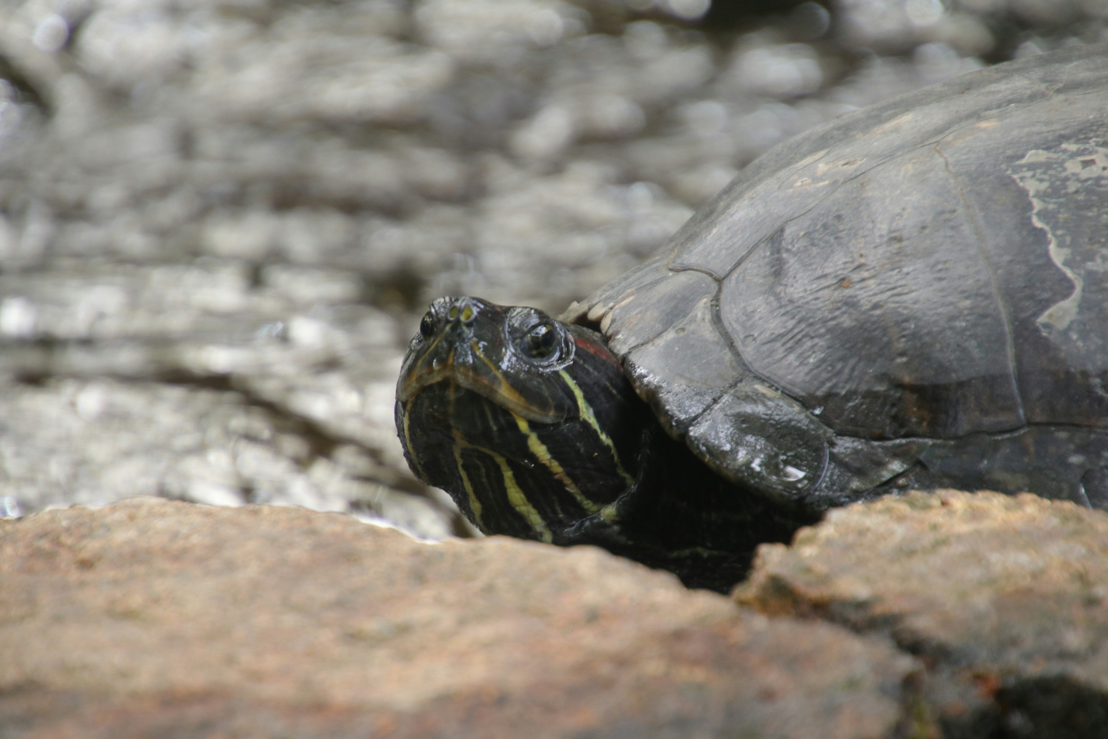 Gros plan d'une tortue près de l'eau