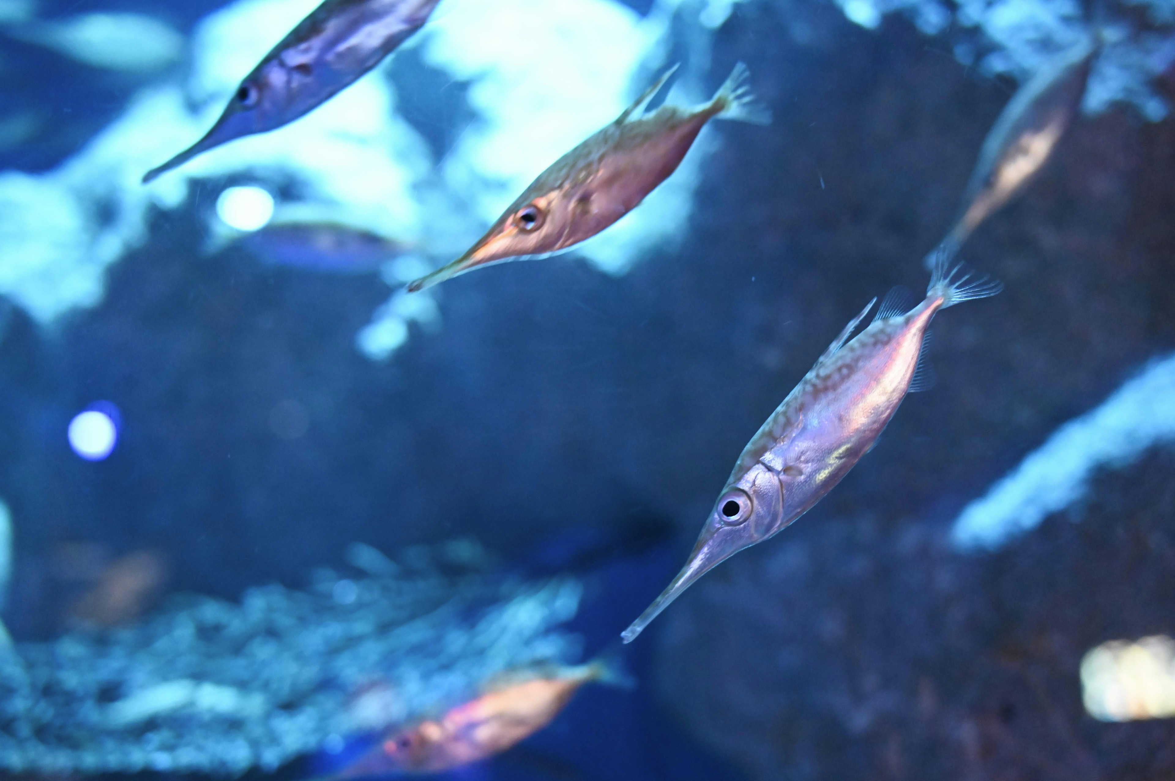 Sekumpulan ikan yang berenang di air biru yang cerah