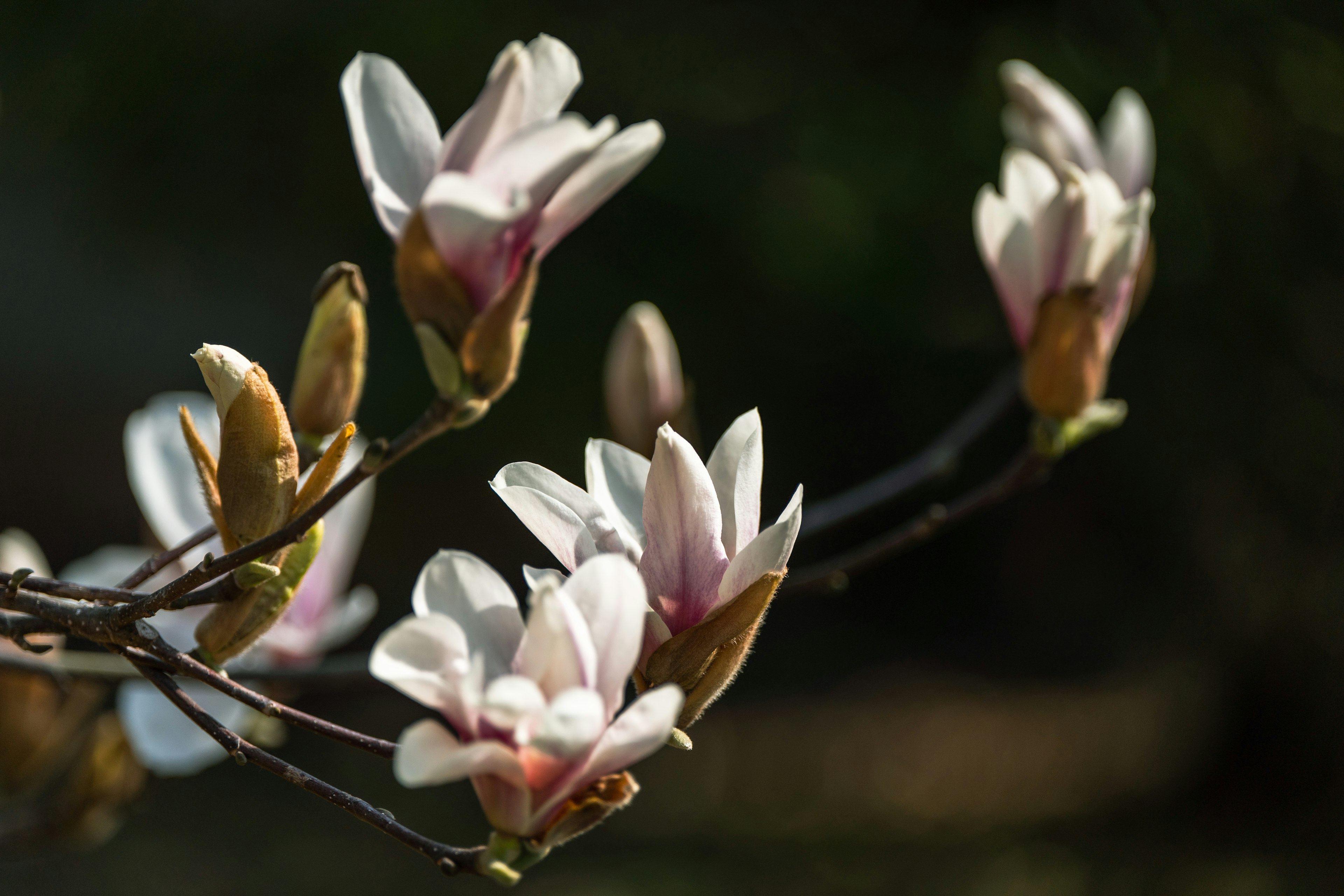 Branche avec des fleurs de magnolia en fleurs présentant des pétales roses et blancs