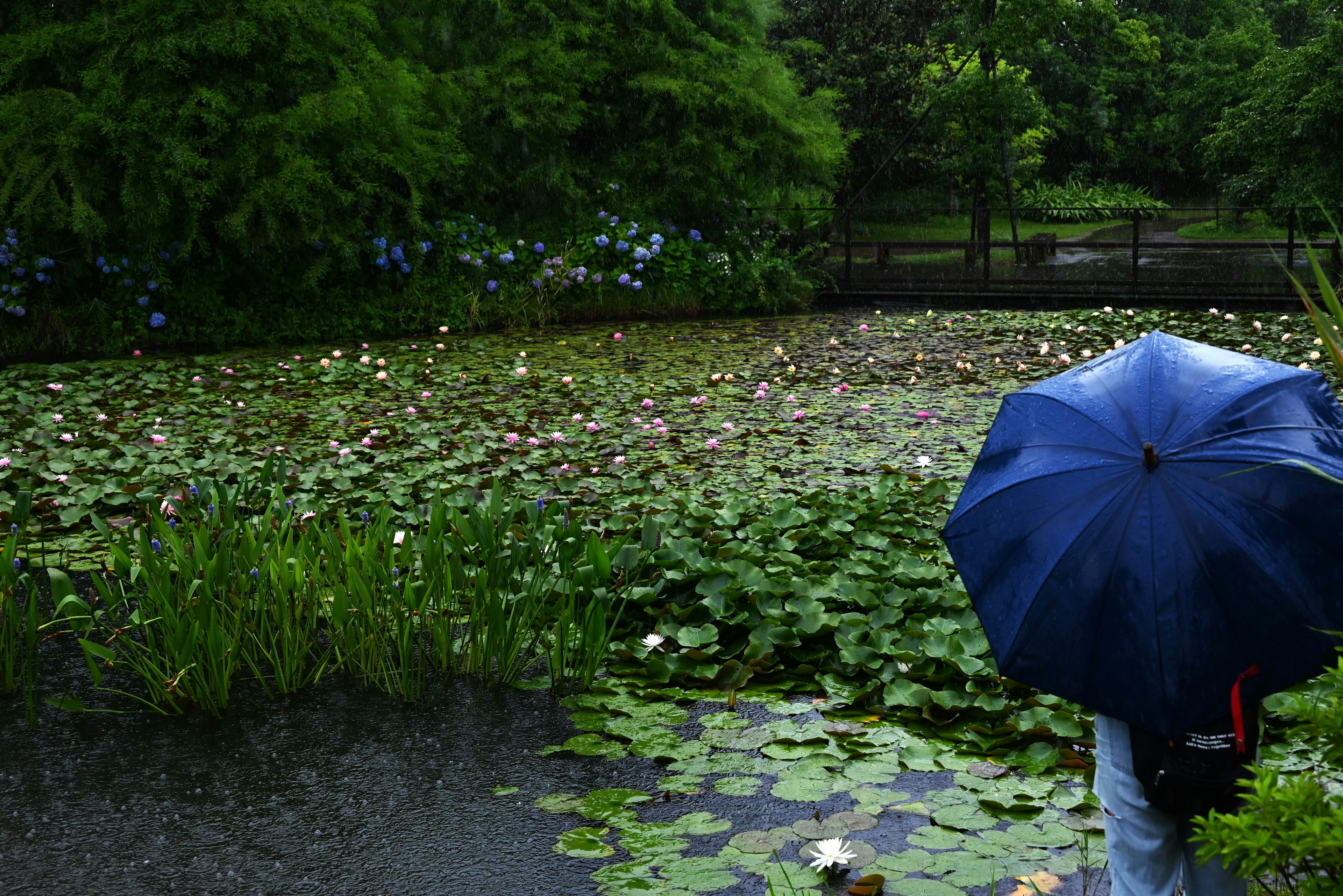 手持蓝色雨伞的人站在莲花池旁