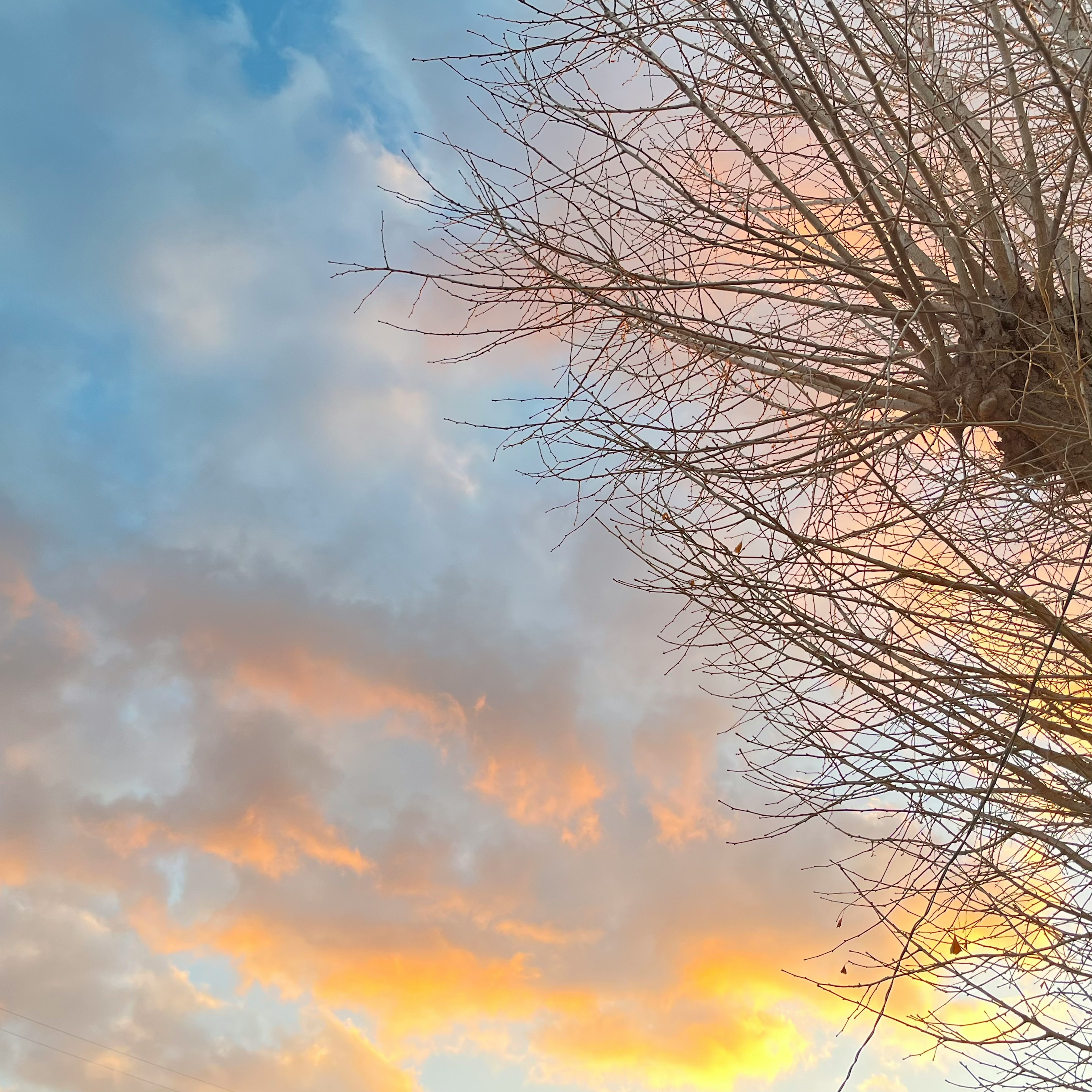 夕焼けの空と枯れ木が印象的な風景