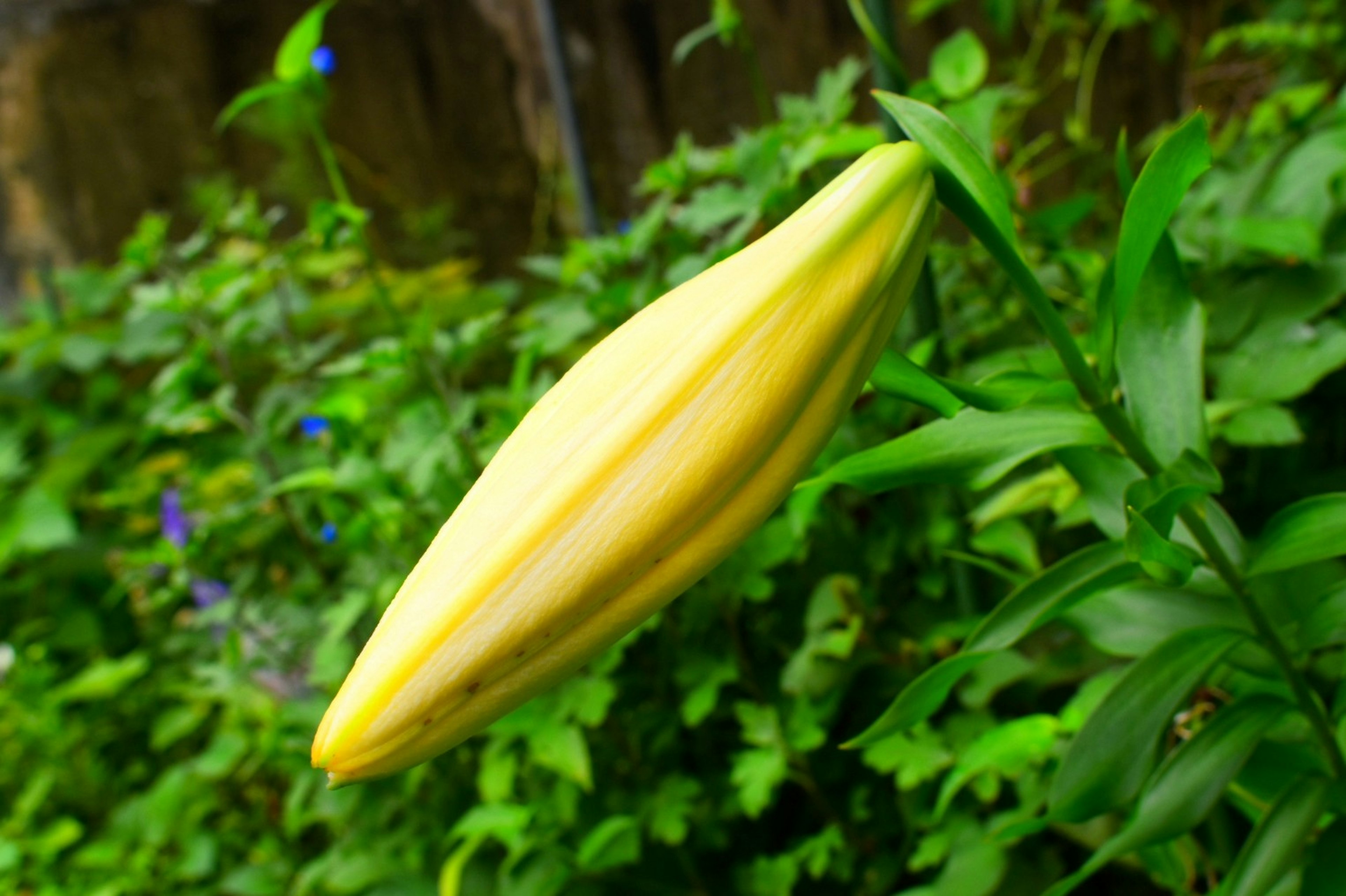 Gelber Blütenknospe mit grünen Blättern in einem Garten