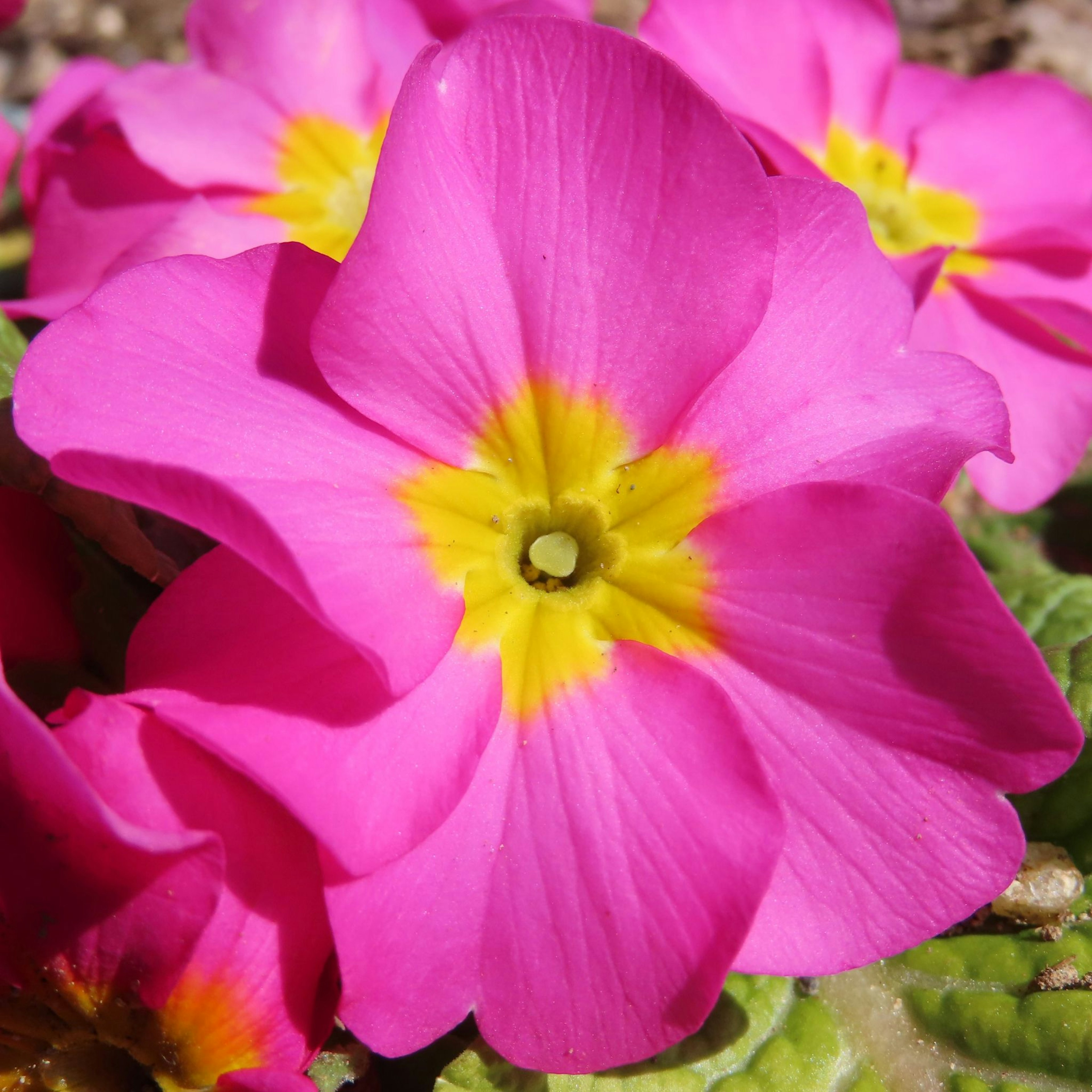 Kedekatan bunga pink cerah dengan pusat kuning