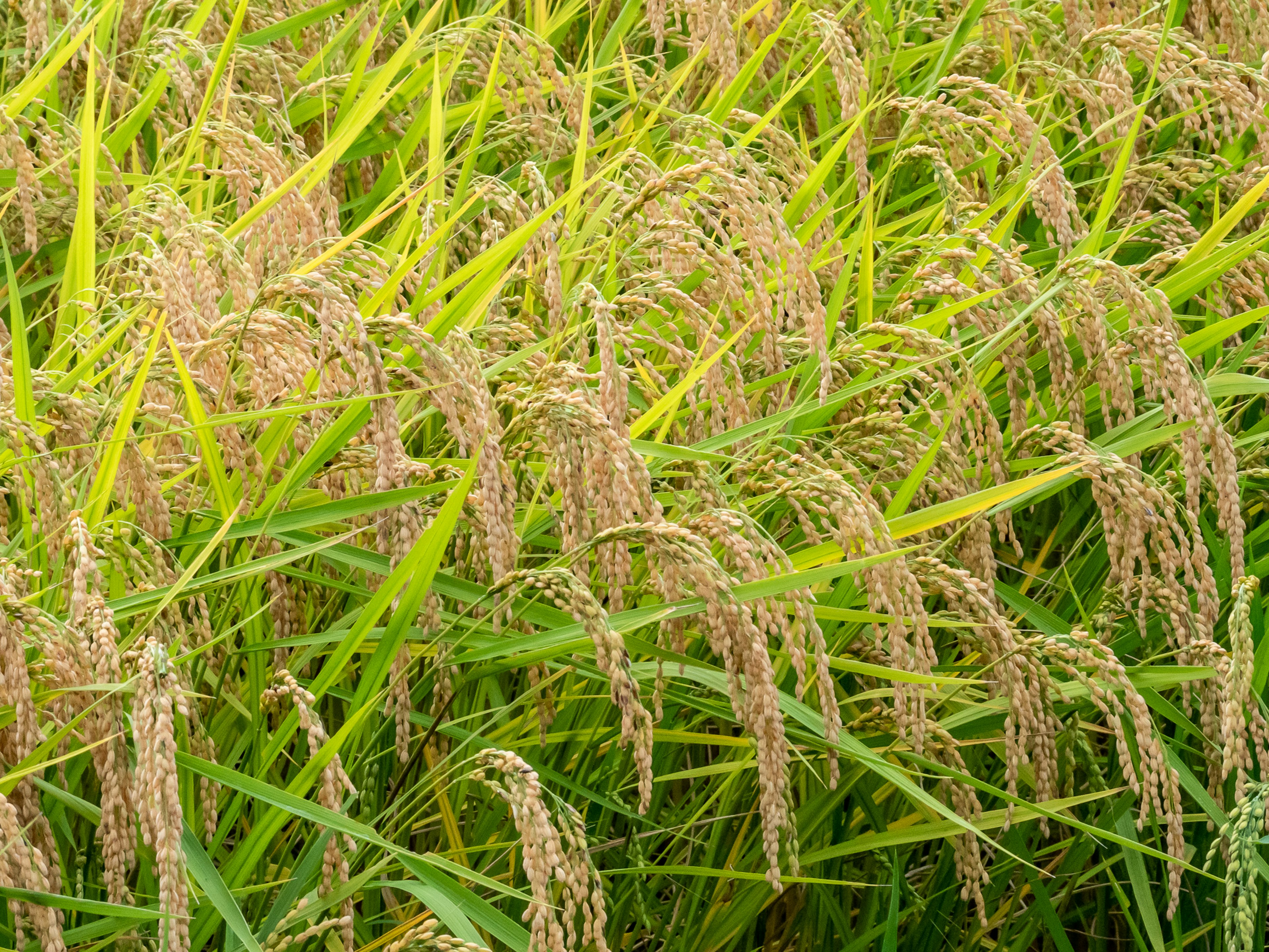 Field of green rice plants with golden grain heads