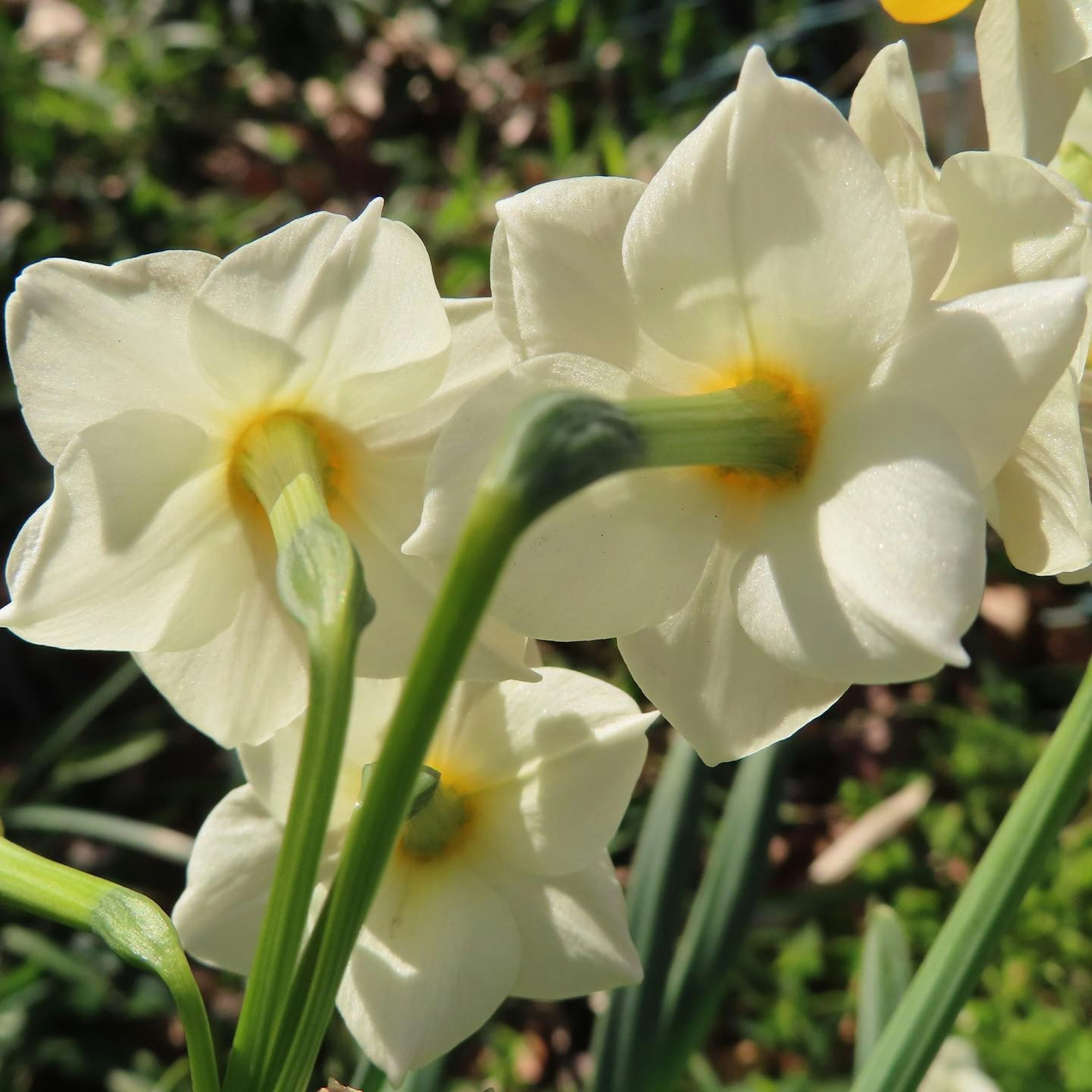 白い水仙の花が集まっている様子で、中心に黄色い部分が見える