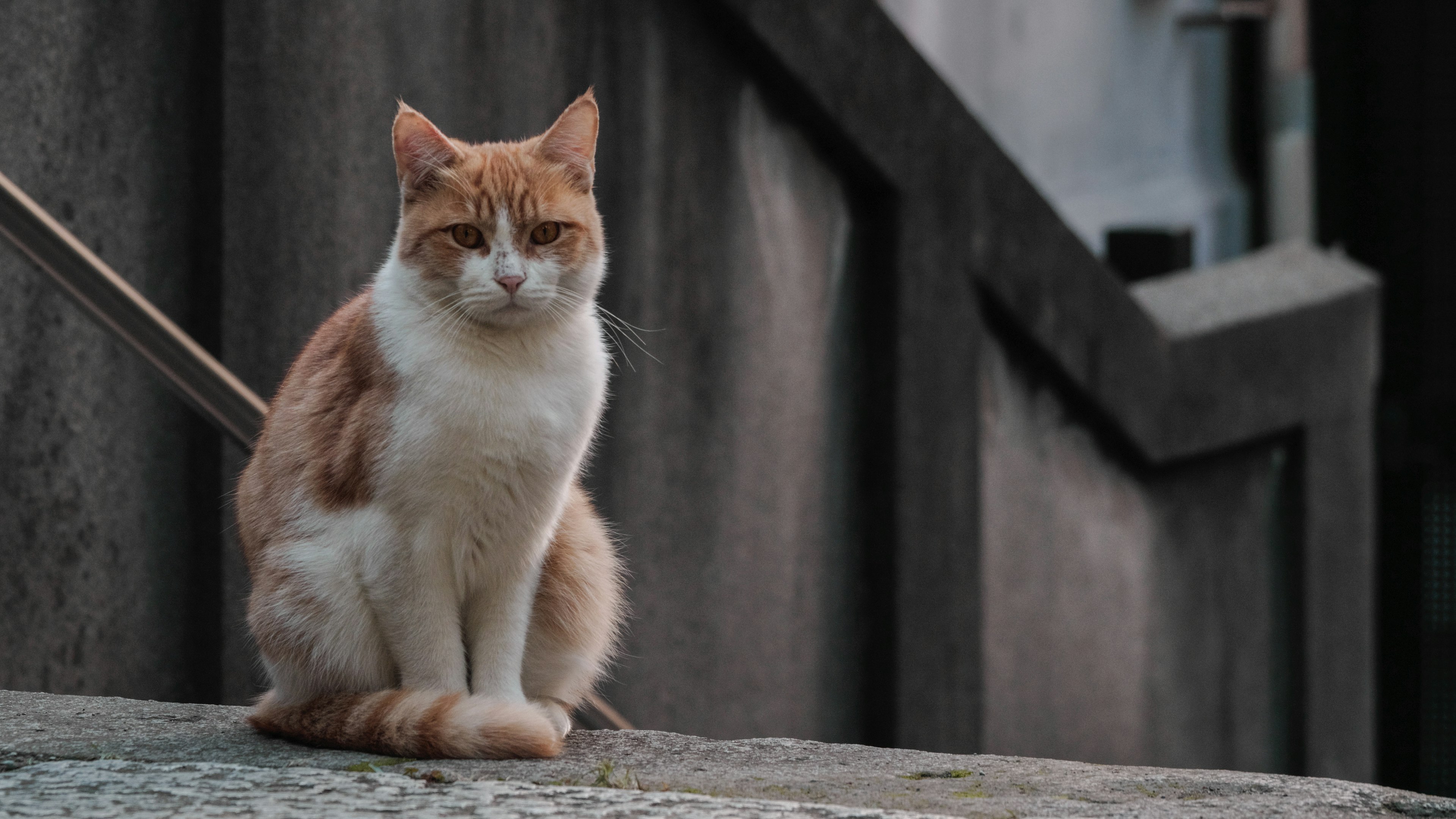 Un gato marrón y blanco sentado sobre concreto