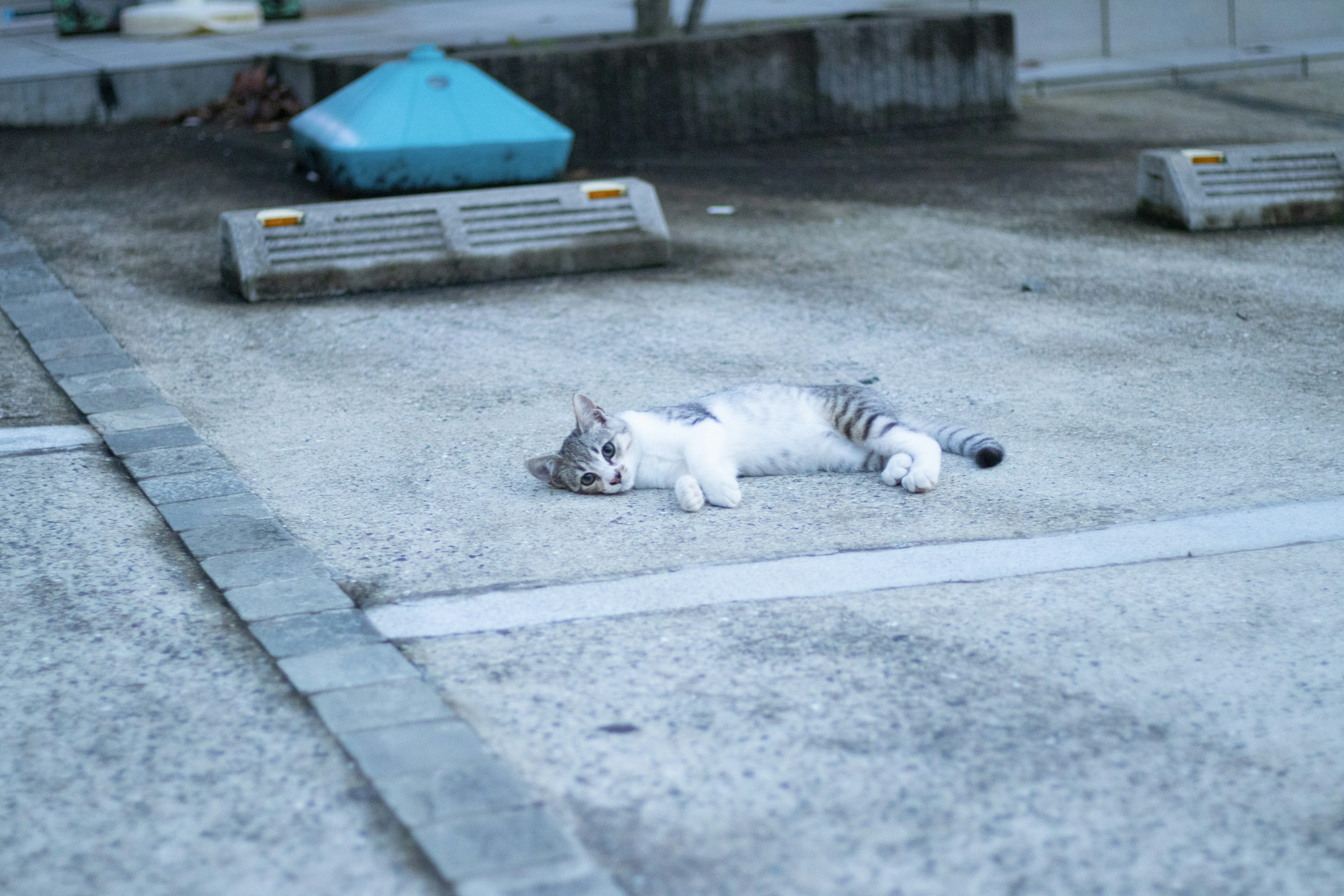 一隻白色和灰色的貓躺在停車場