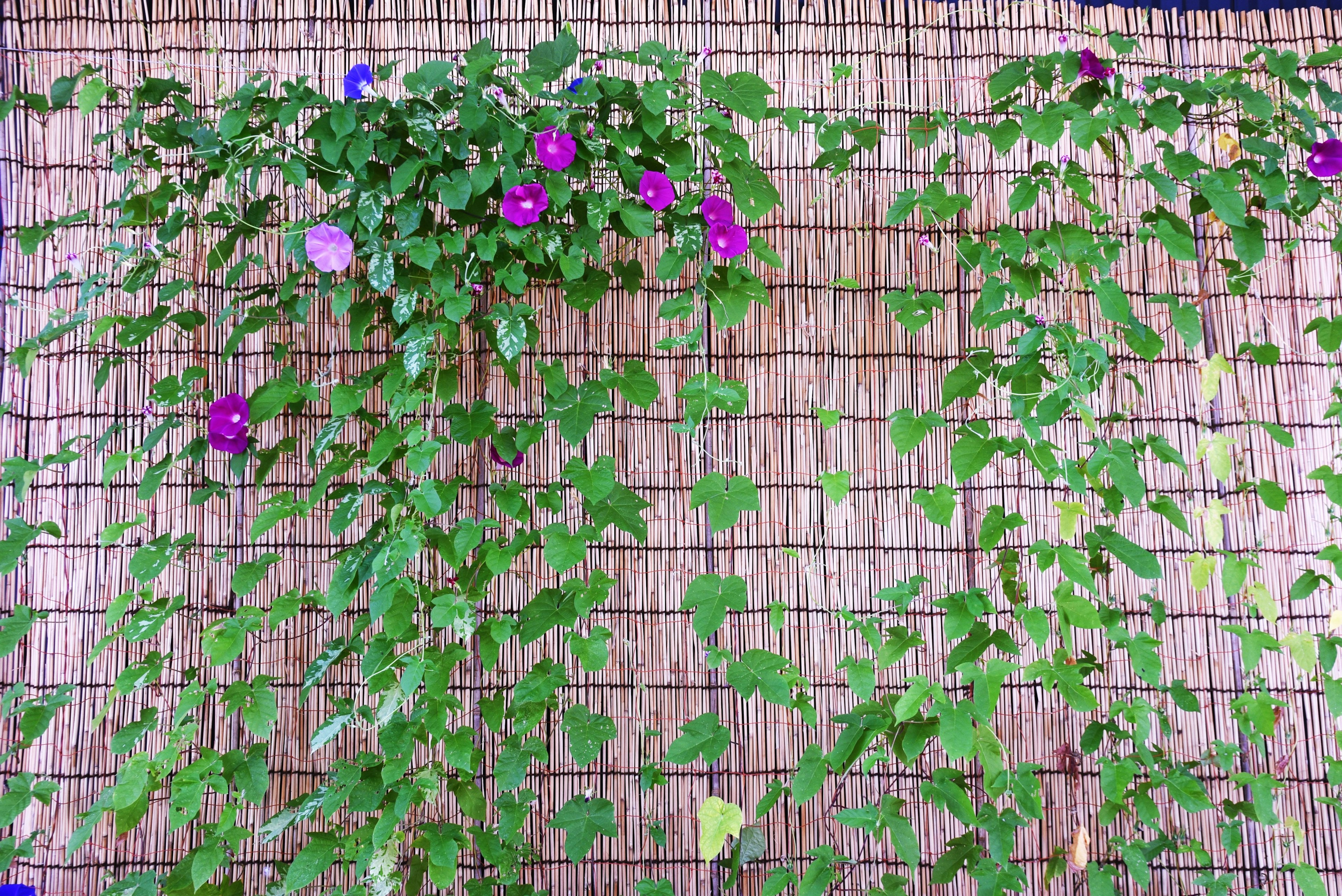 Plantas trepadoras verdes con flores moradas en una pared de bambú